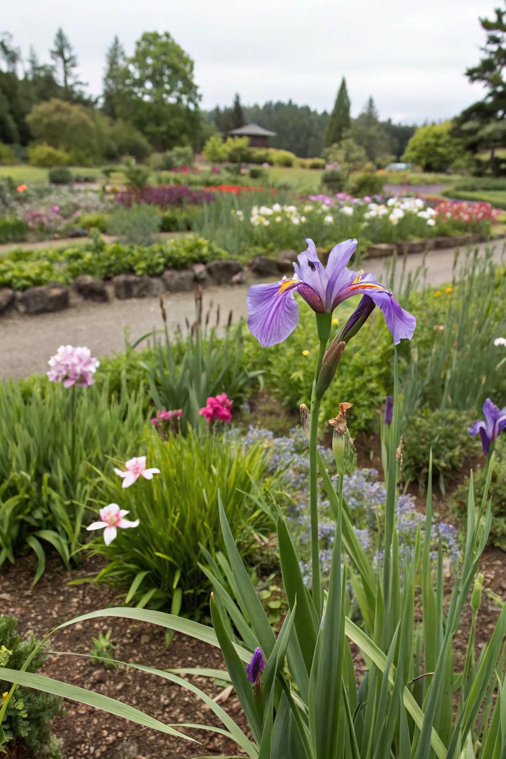 African irises serve as captivating focal points in any garden.