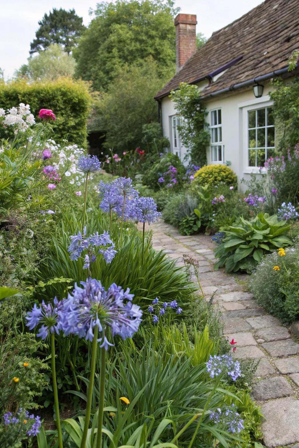 Add cottage garden charm with whimsical agapanthus.