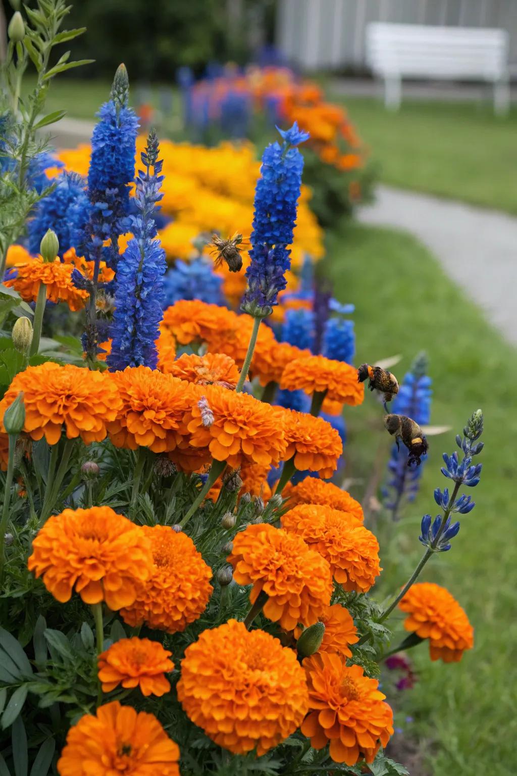 Striking contrast with orange and blue flowers.