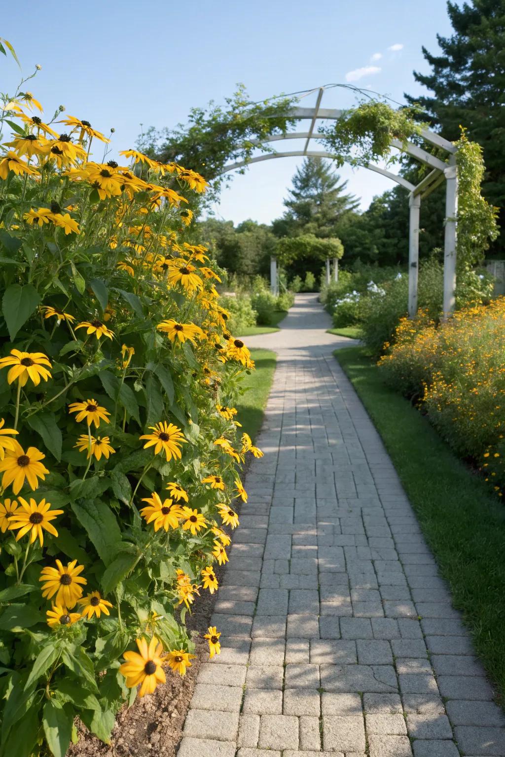 Black-eyed Susans lining a garden pathway, adding cheerful brightness.