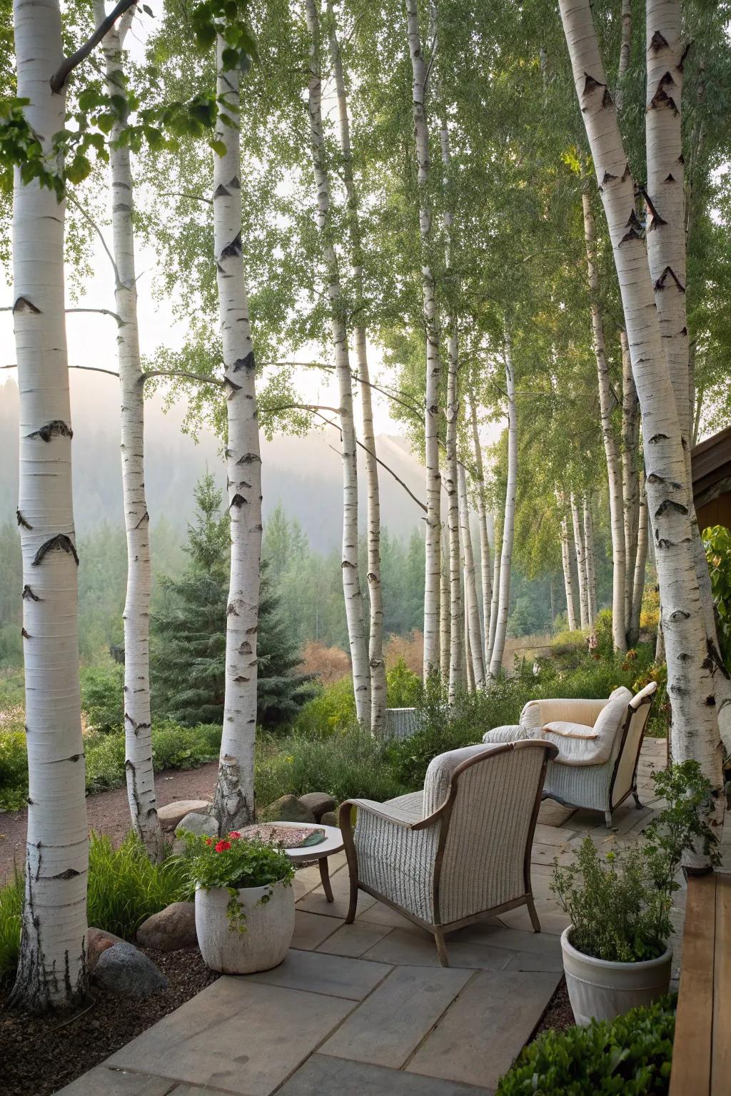 Birch trees provide a natural privacy screen for serene retreats.