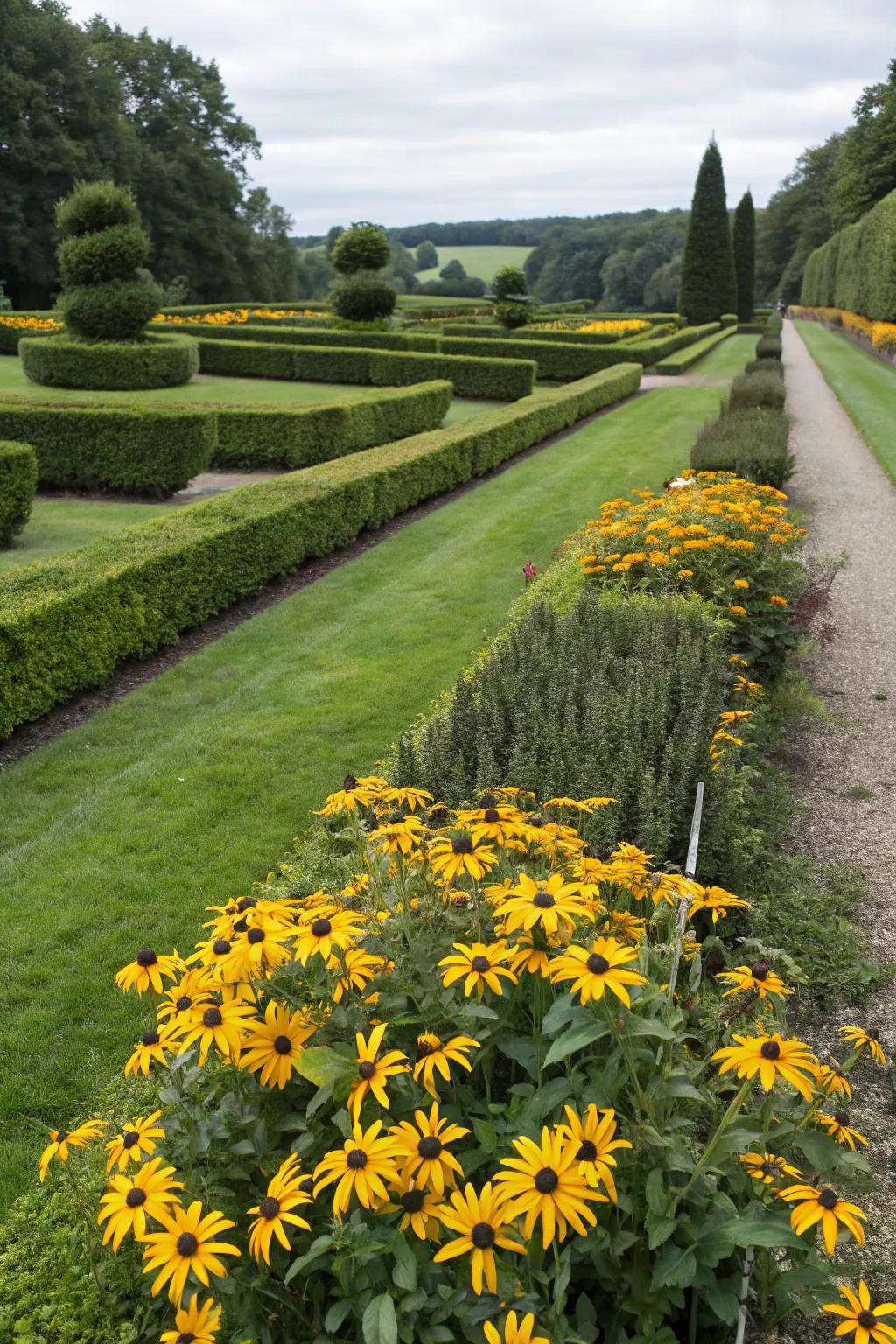 Formal garden elegance with black-eyed Susans.