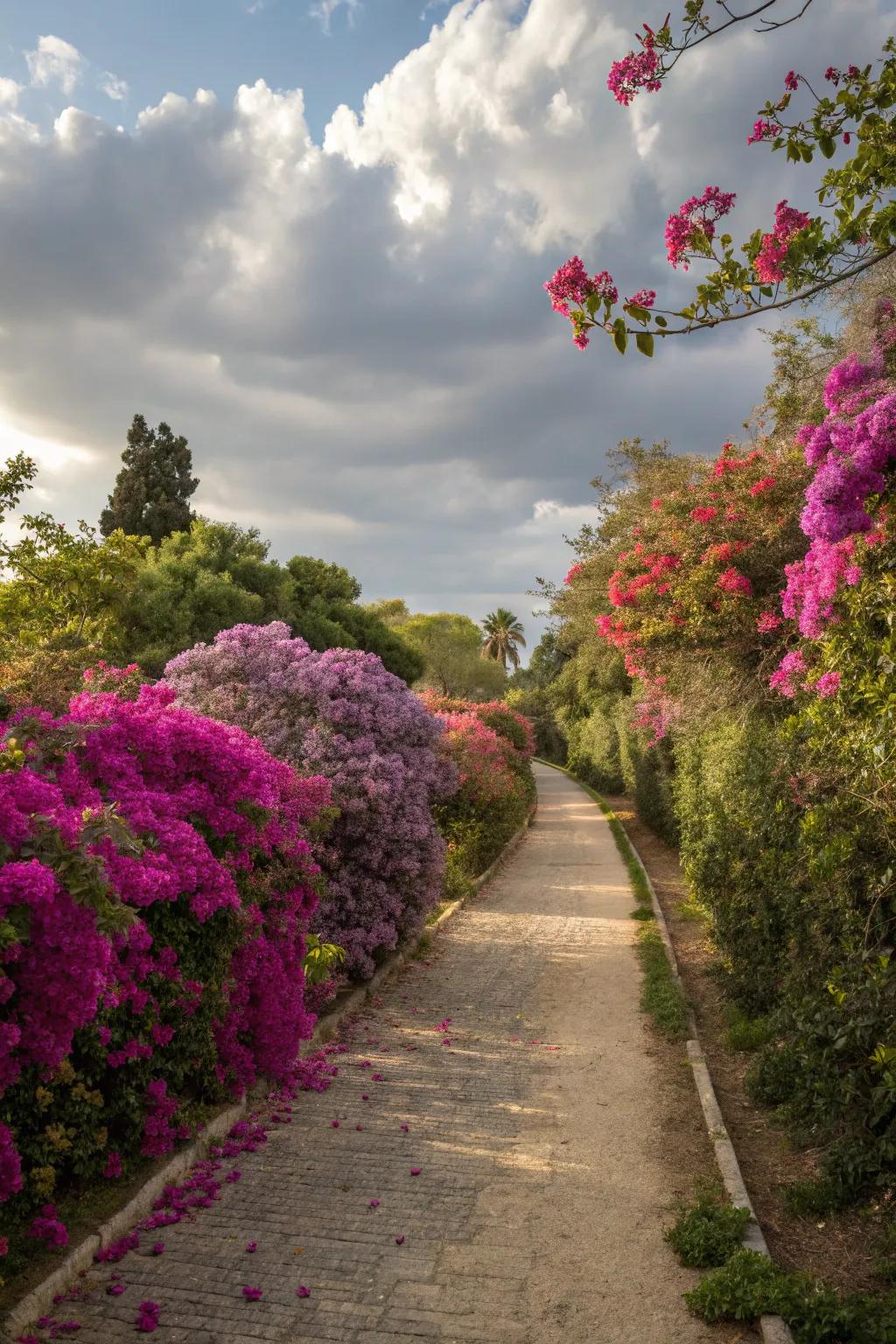 Bougainvillea-lined paths invite exploration.