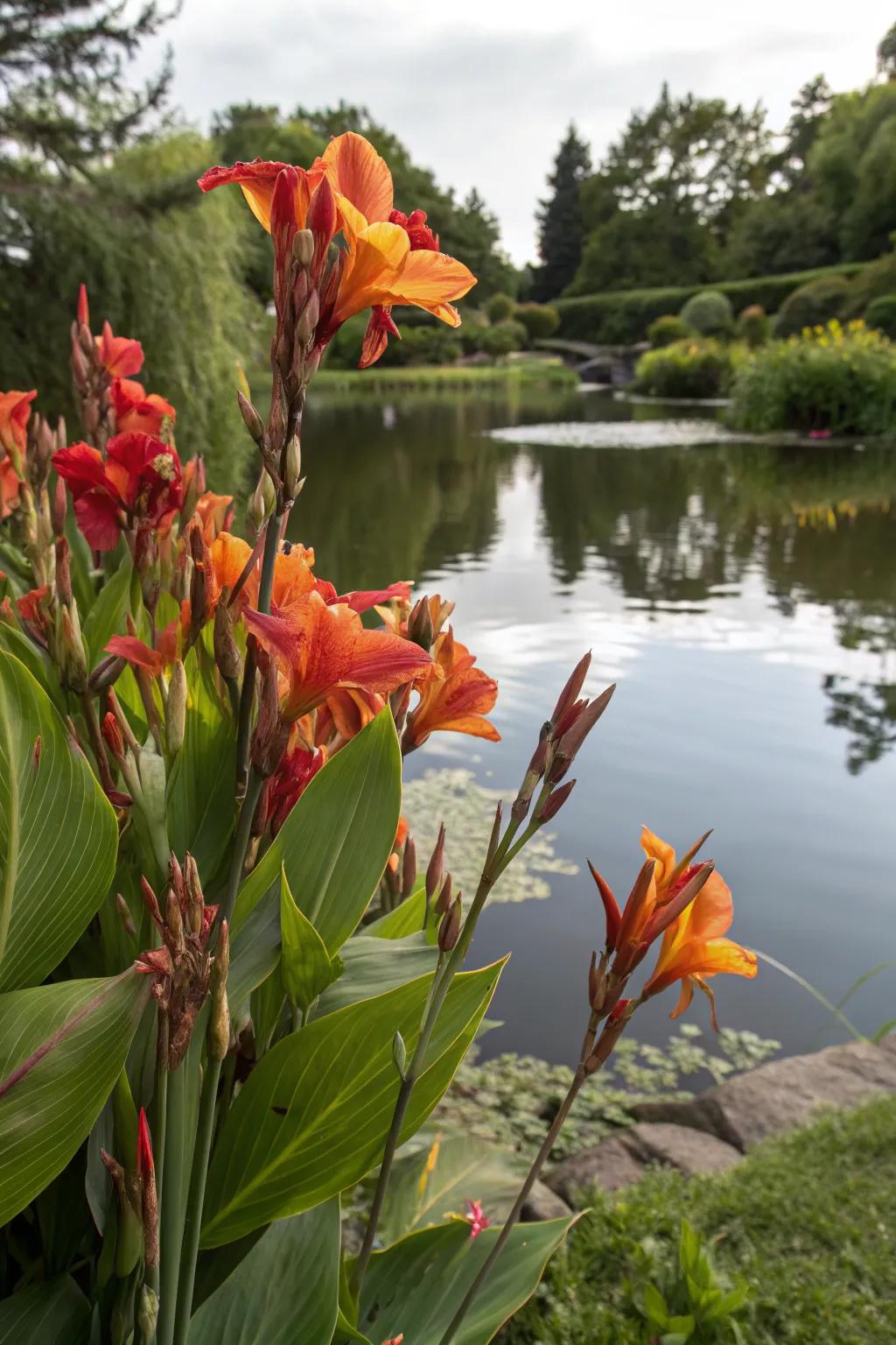 Canna lilies adding a tropical vibe to a pondside setting.