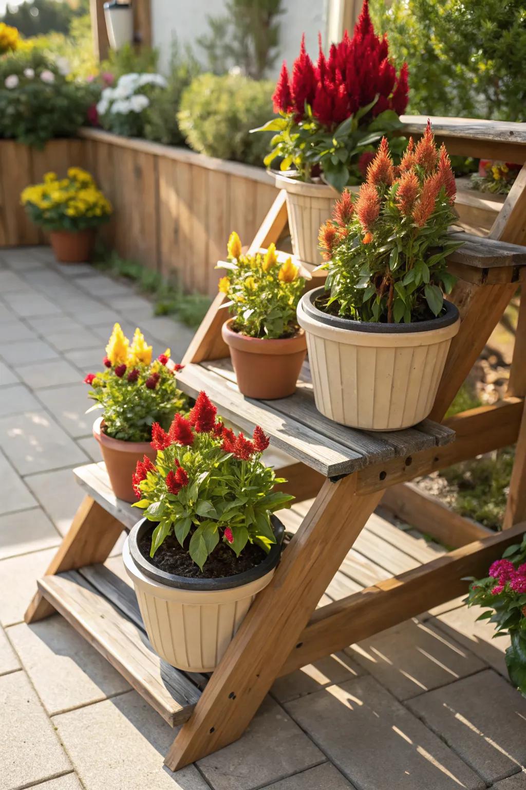 A plant stand adds vertical interest to celosia displays.