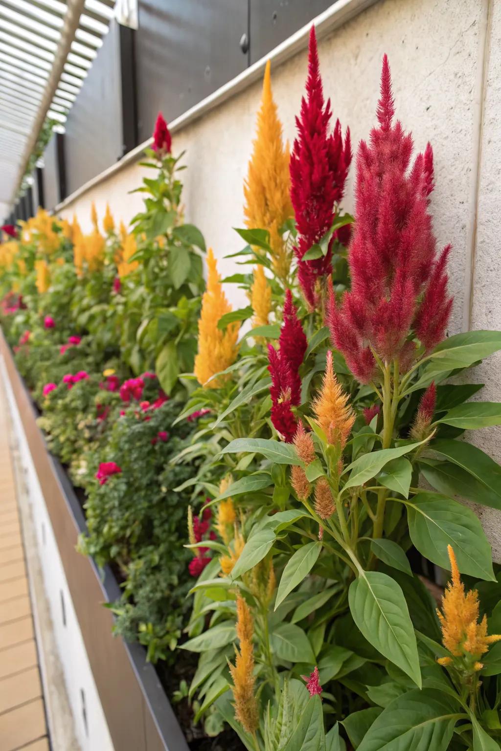 Celosia brings bold colors to vertical garden designs.
