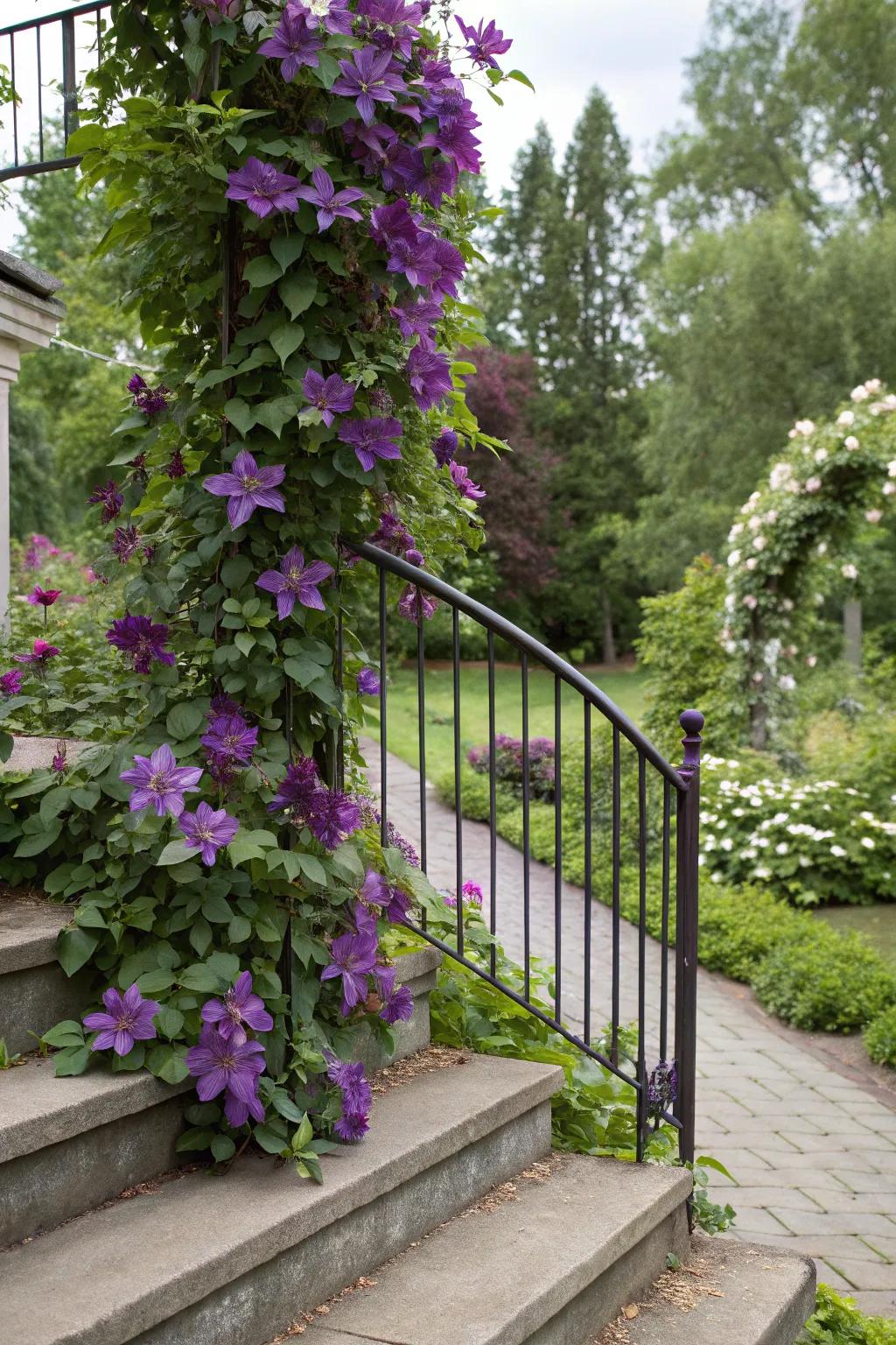 Clematis elegantly adorning a staircase railing.
