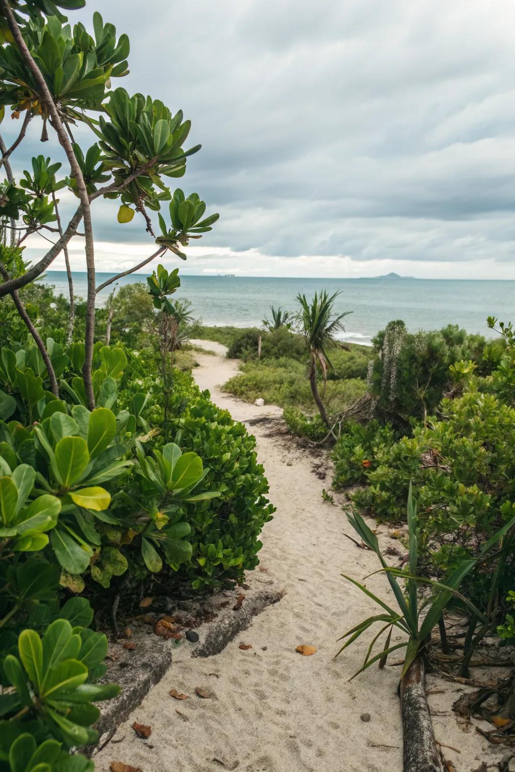 Clusia thrives in and enhances coastal garden settings.