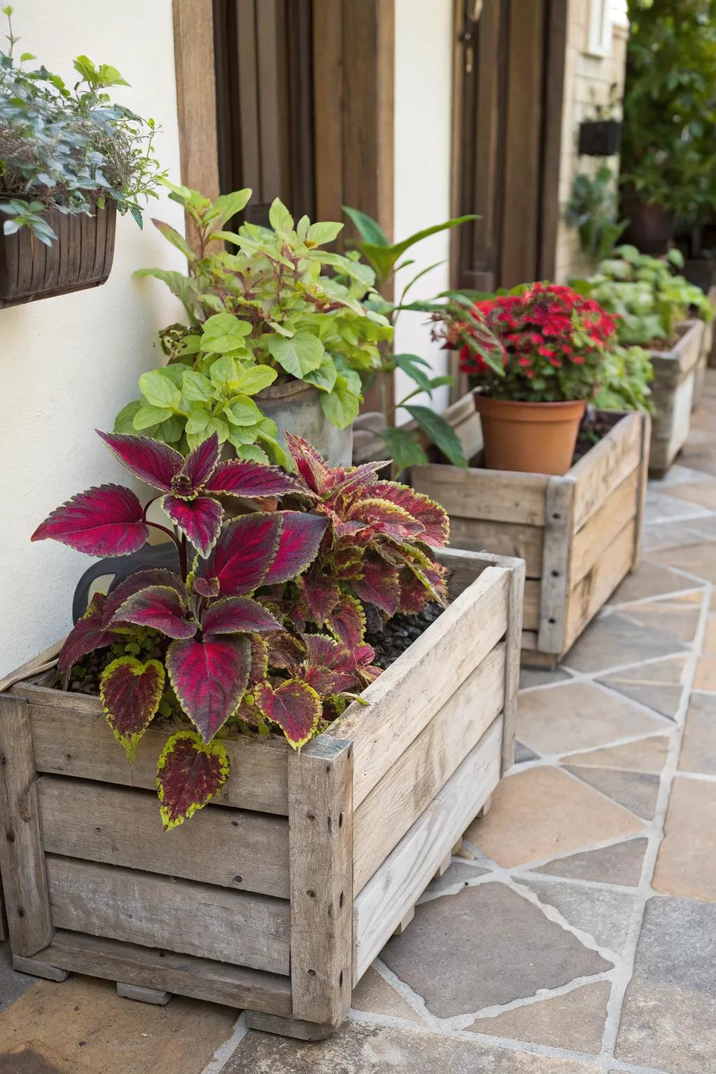 Rustic Charm with Wooden Crates and Coleus