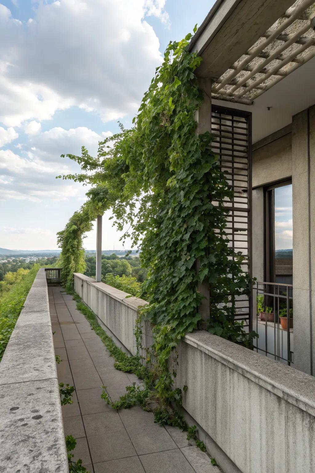 Privacy screens enhance solitude on a concrete balcony.