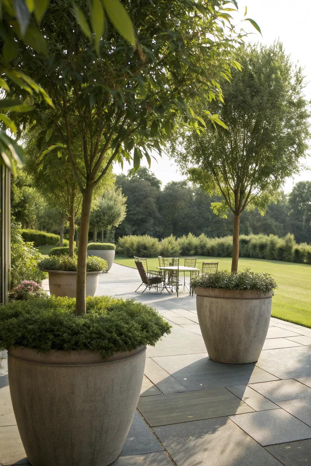 Dappled willows in containers enhance a patio retreat.