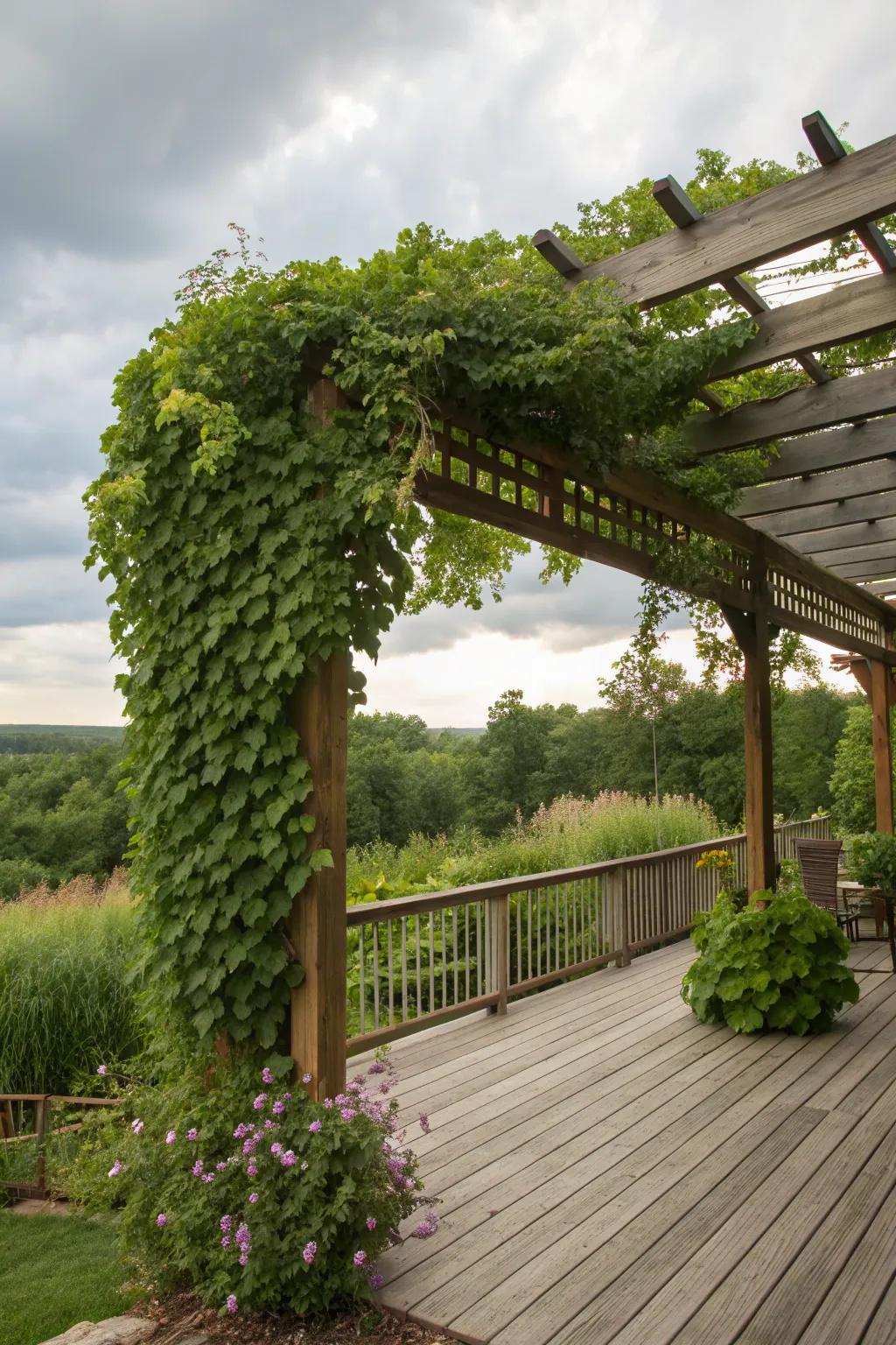 Trellises with vines add natural charm and privacy to the deck.