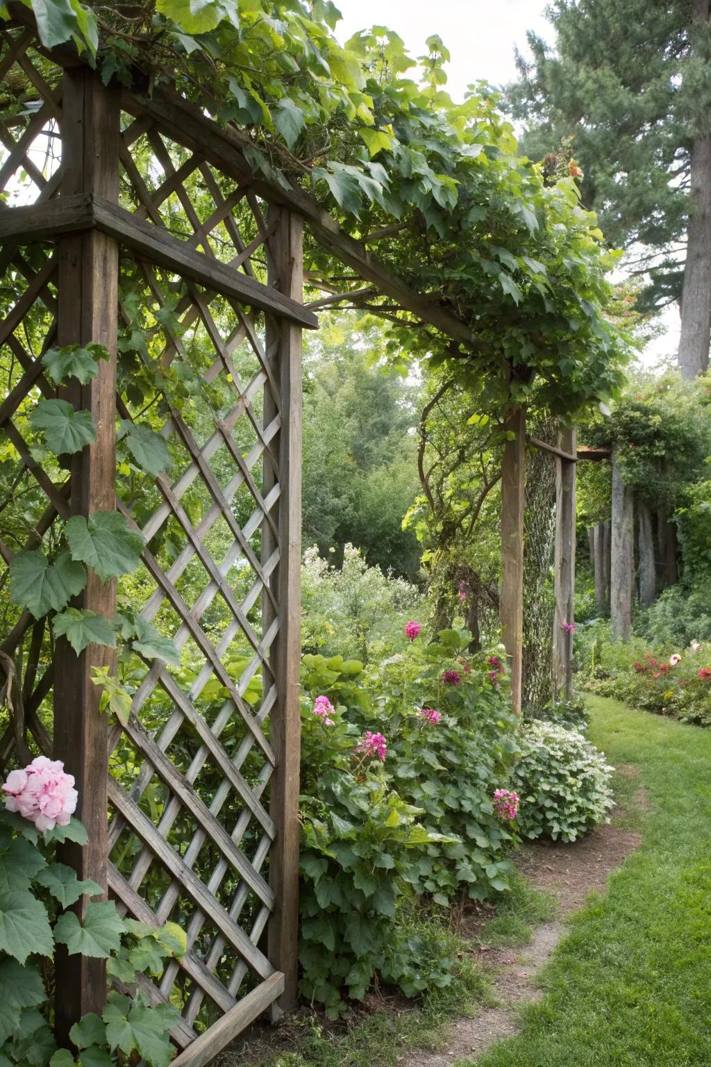 Enjoy simplicity and style with a lattice panel trellis.