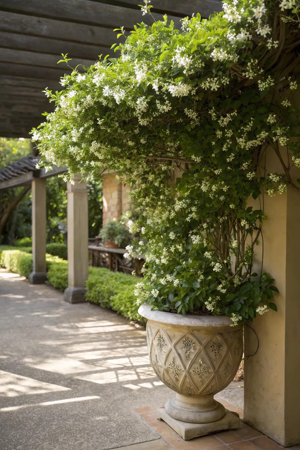 Star Jasmine: fragrant elegance for shade.