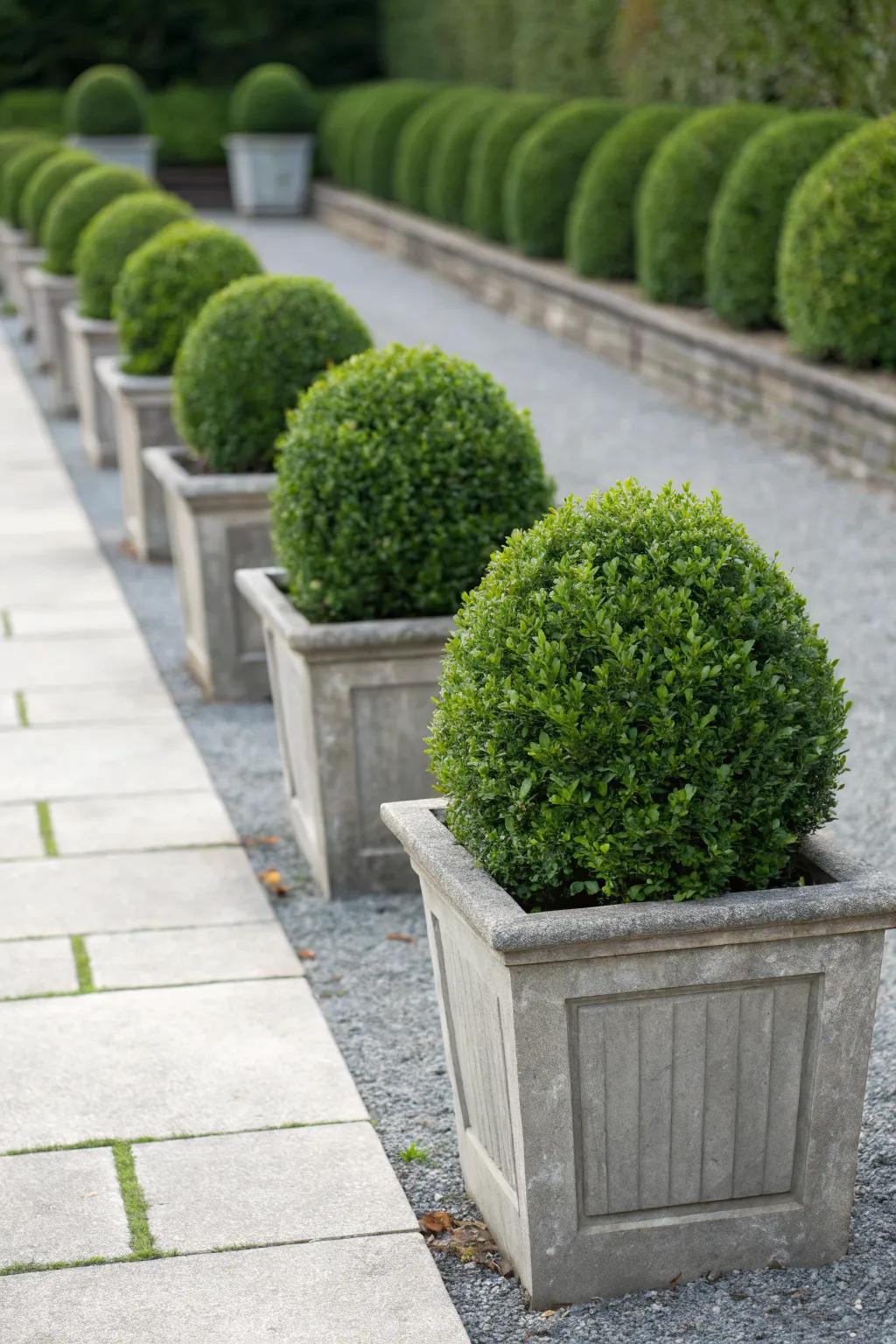 Boxwood's timeless appeal suits any garden style.