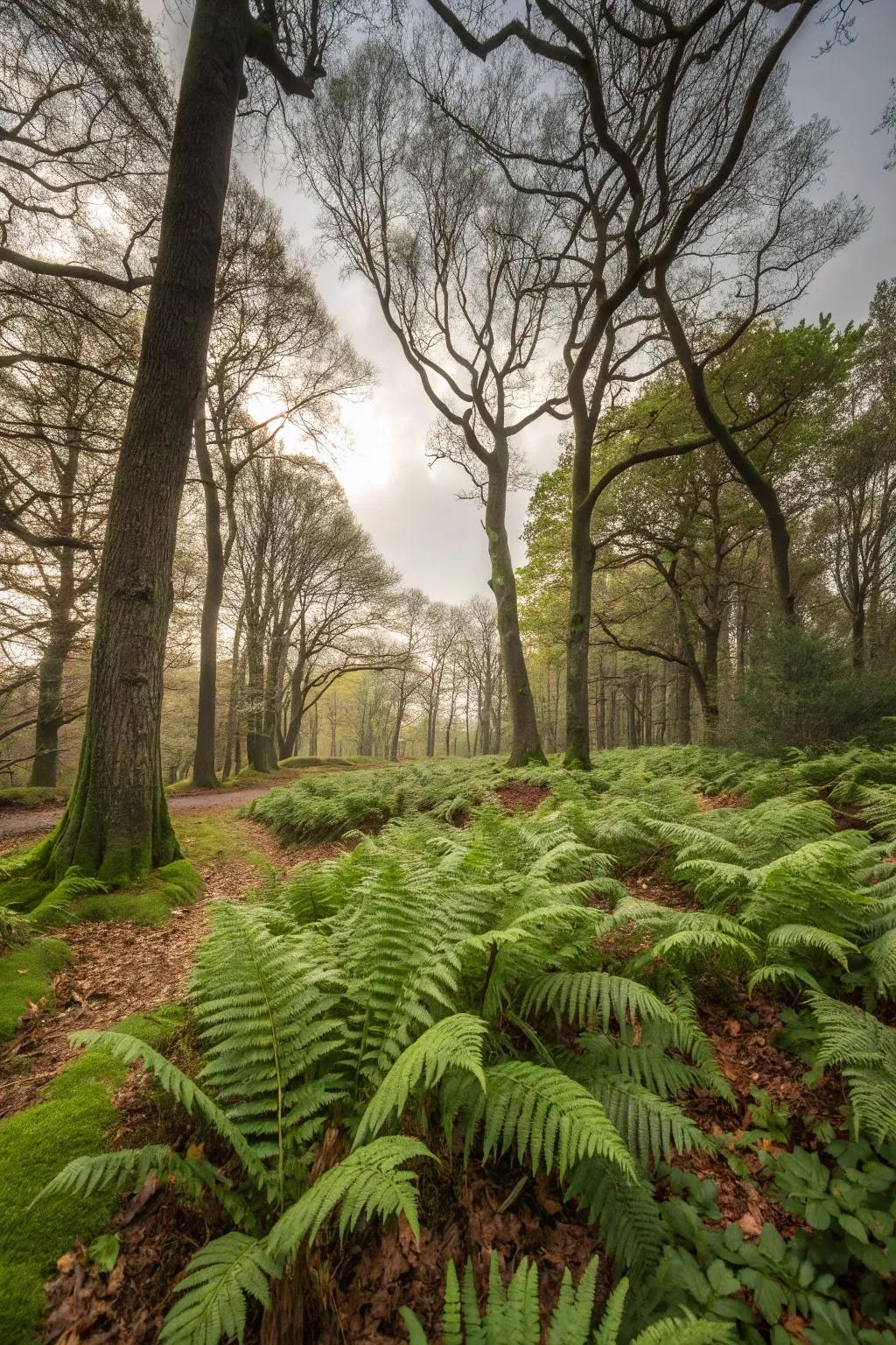 Ferns as an understory beneath trees add depth to the garden.