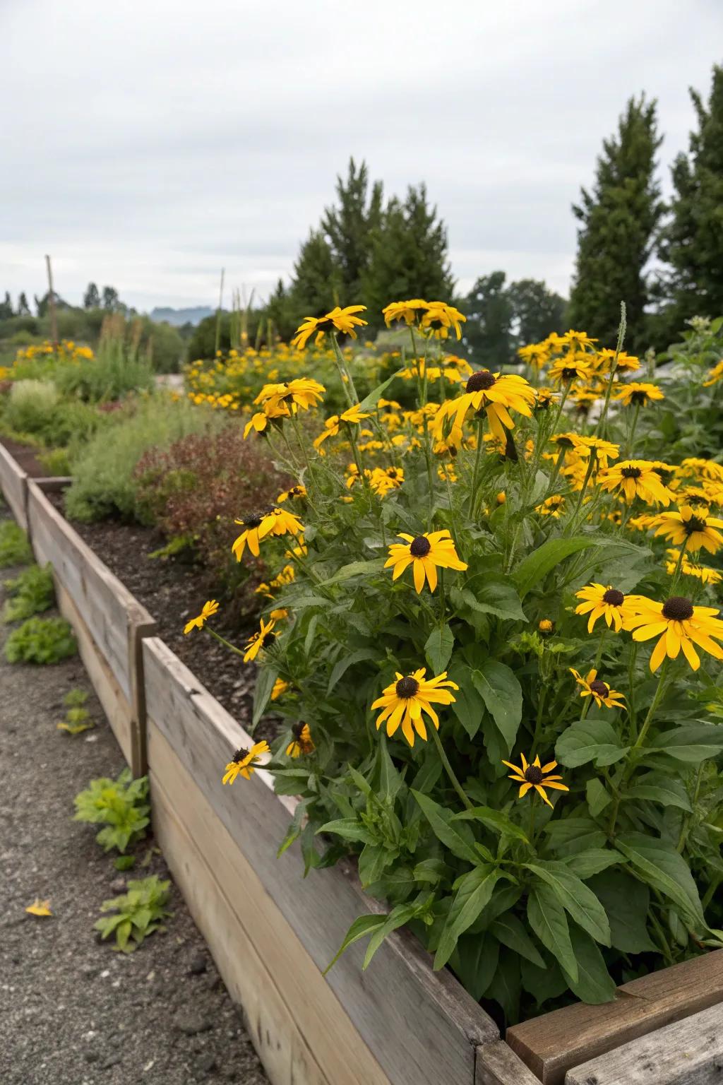 Black-eyed Susans are a perennial favorite.