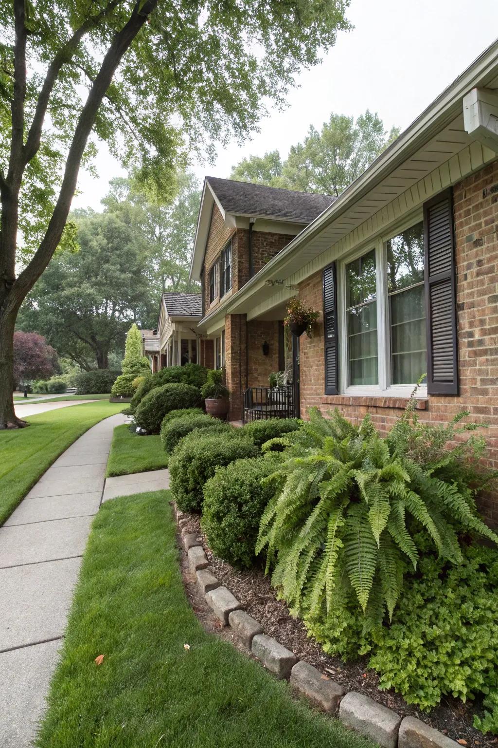 Add a refreshing touch to suburban homes with foxtail ferns.