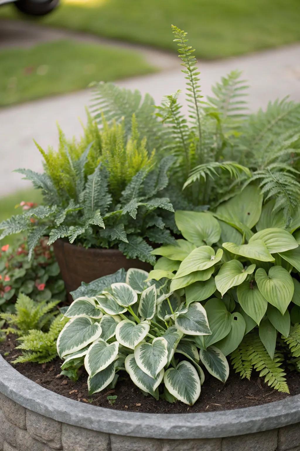 Textured contrast with ferns and hostas in a round flower bed.