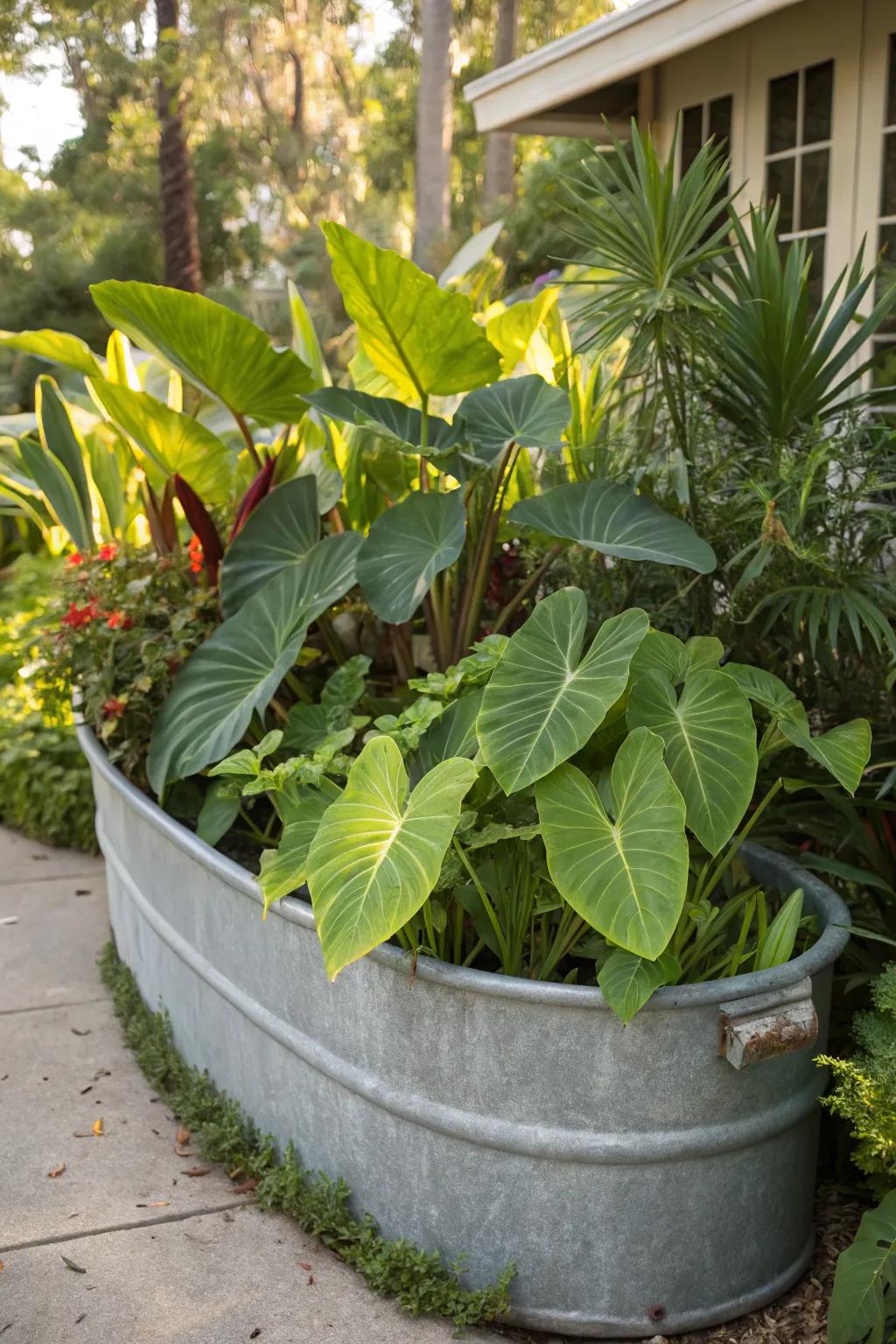An exotic tropical garden created with a galvanized trough planter.