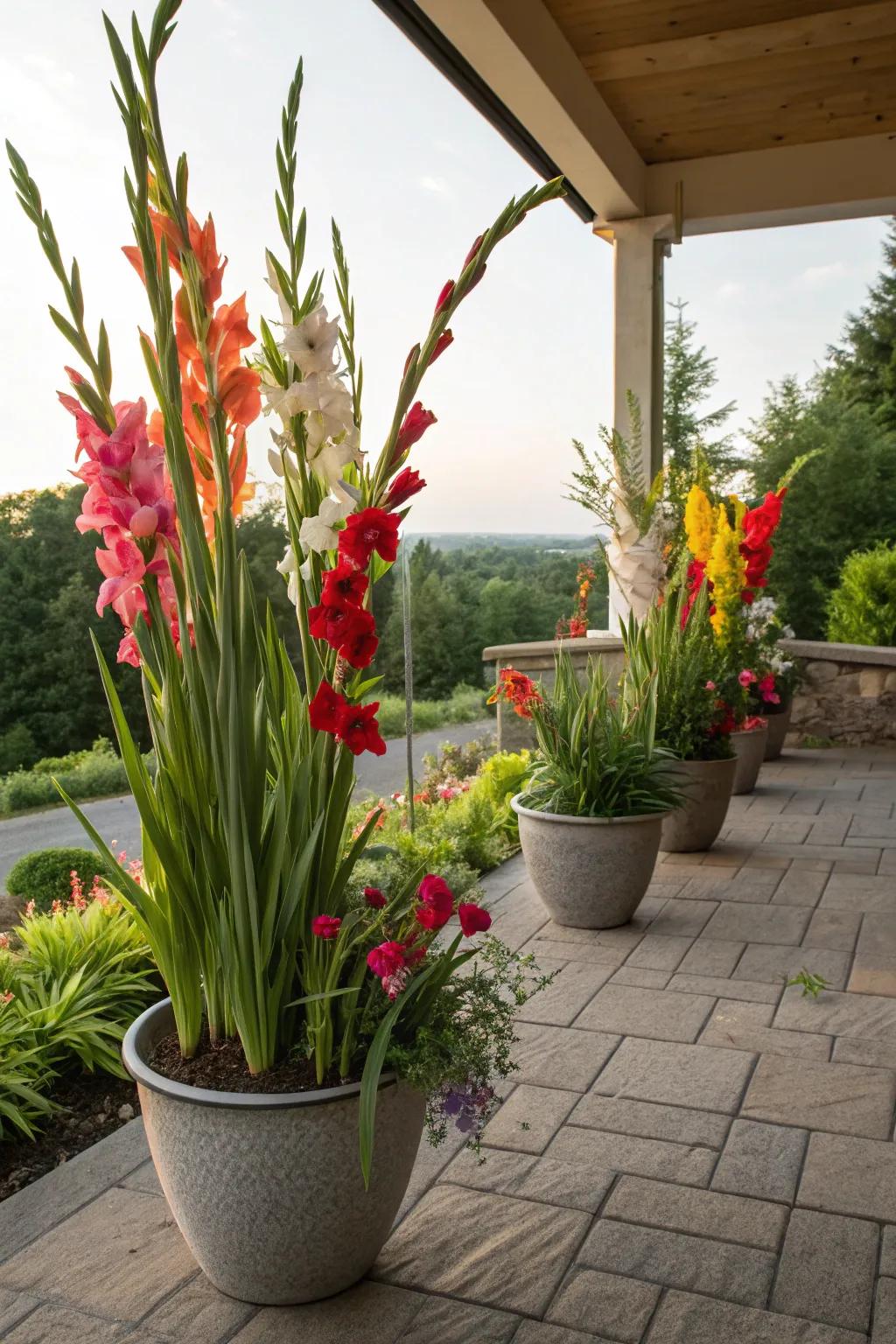 Striking potted gladiolus on a patio.