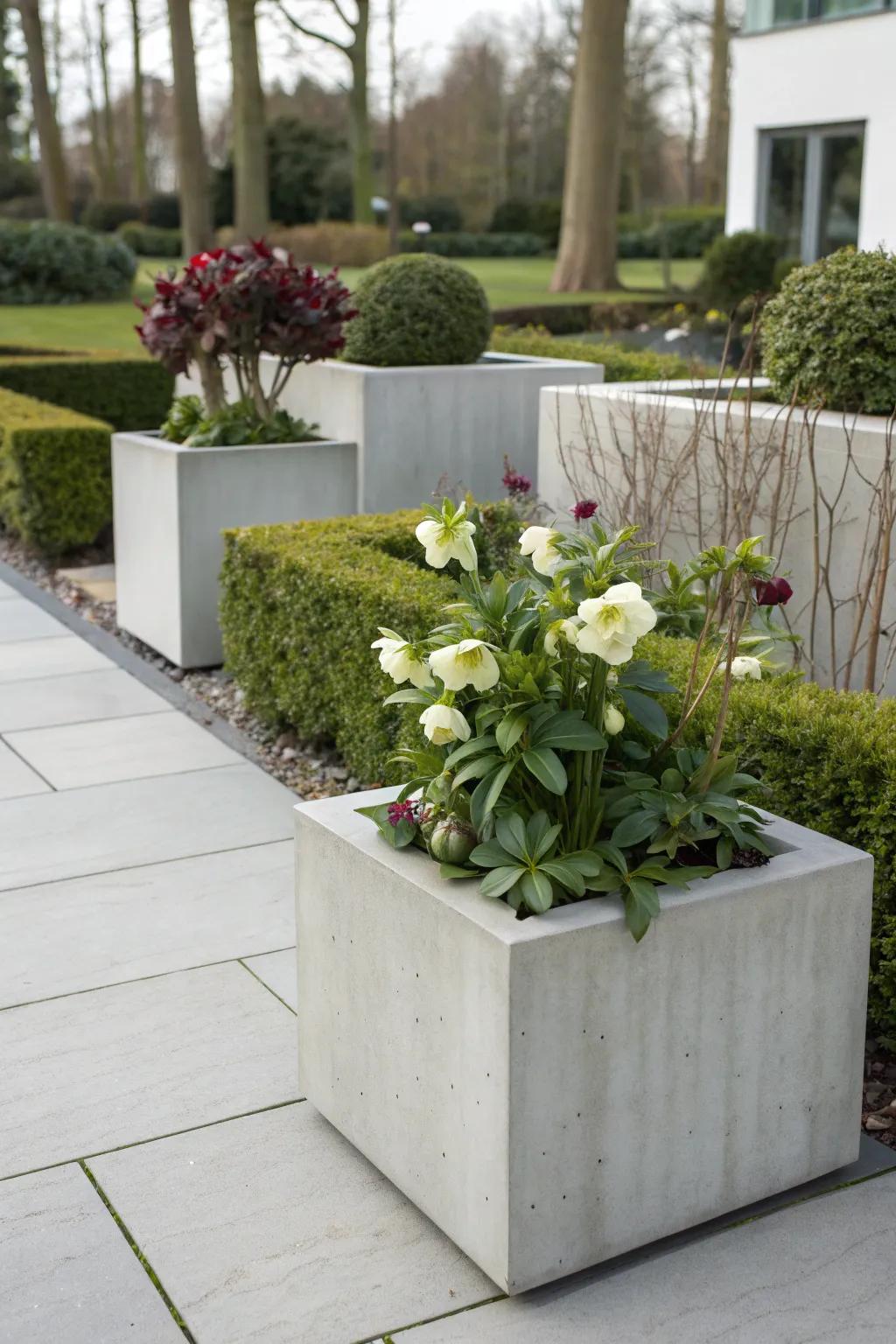 Concrete planters provide a contemporary home for vibrant hellebores.