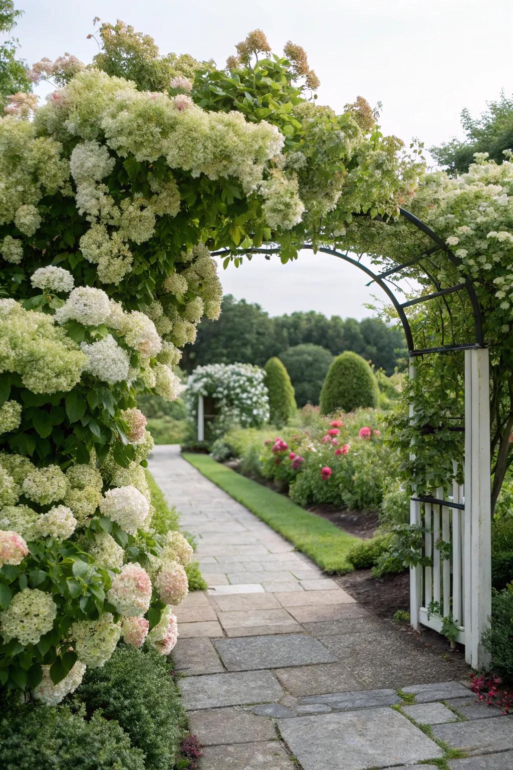 An arbor with climbing hydrangeas creates a beautiful garden entryway.