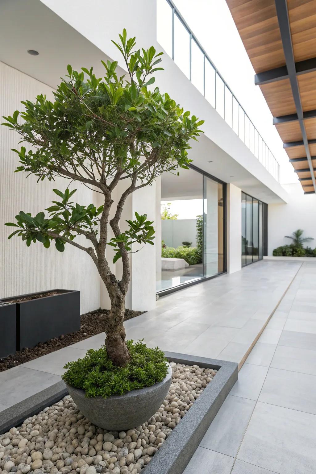 Embrace simplicity with a minimalist jade plant setup.