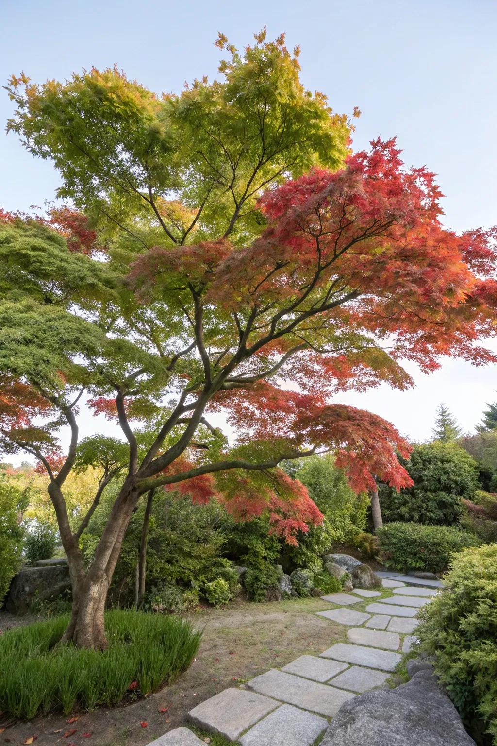 Experience the seasonal beauty of Japanese maples.