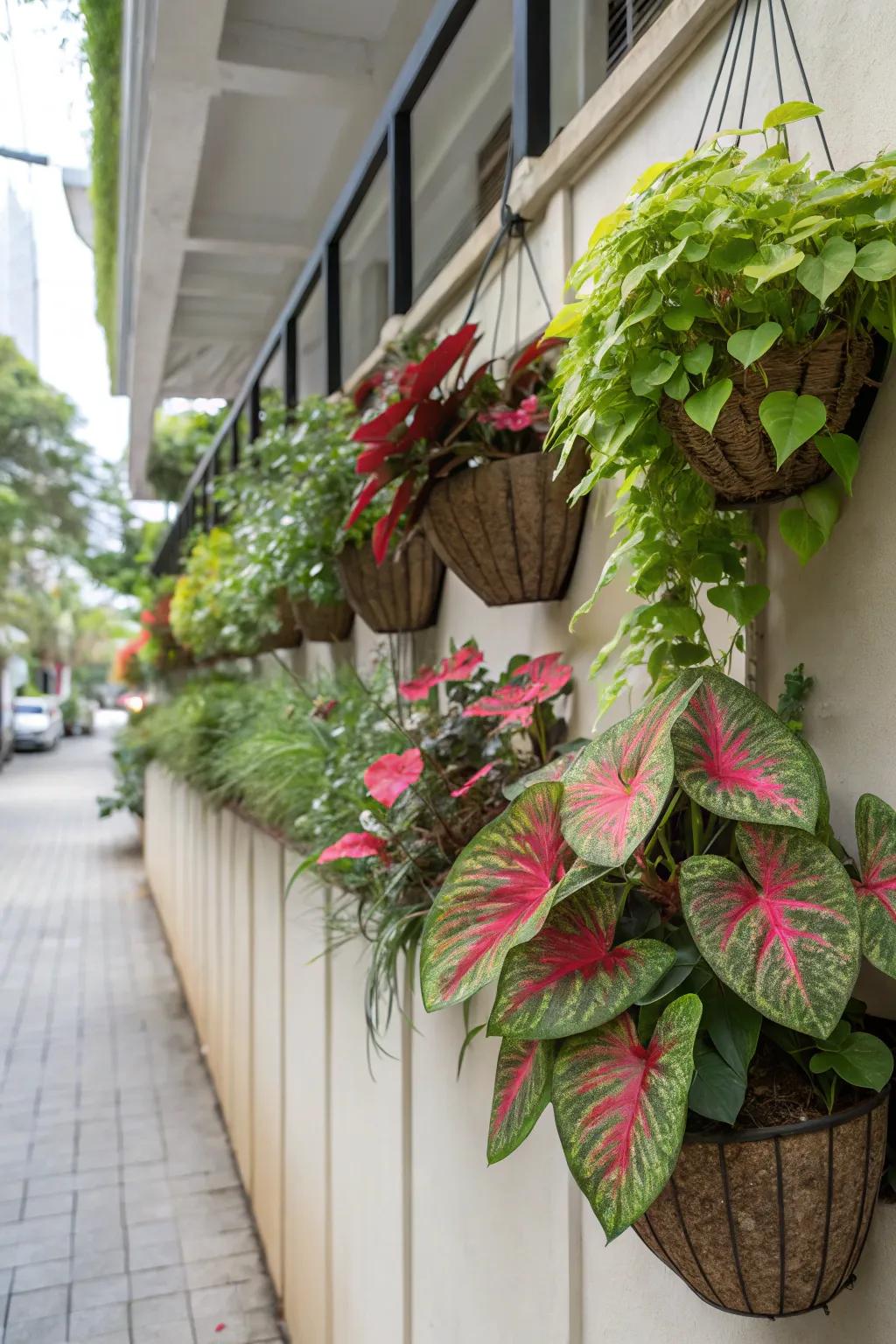 Add height and color with vertical caladium gardens.