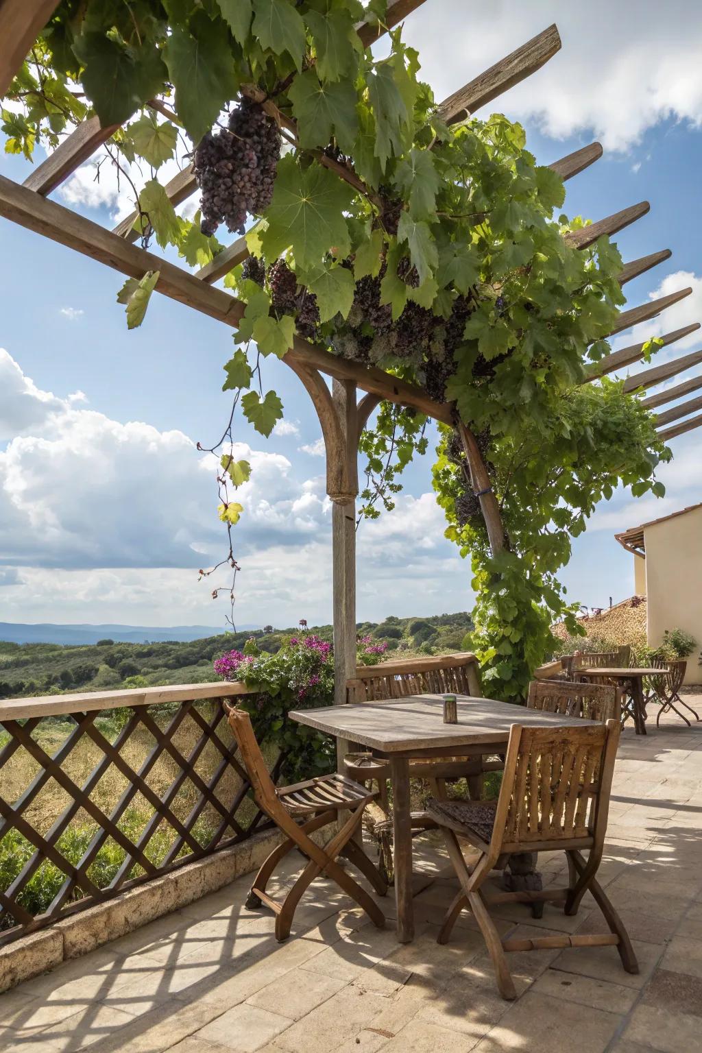 A Mediterranean-inspired patio with grapevines elegantly draping over lattice.