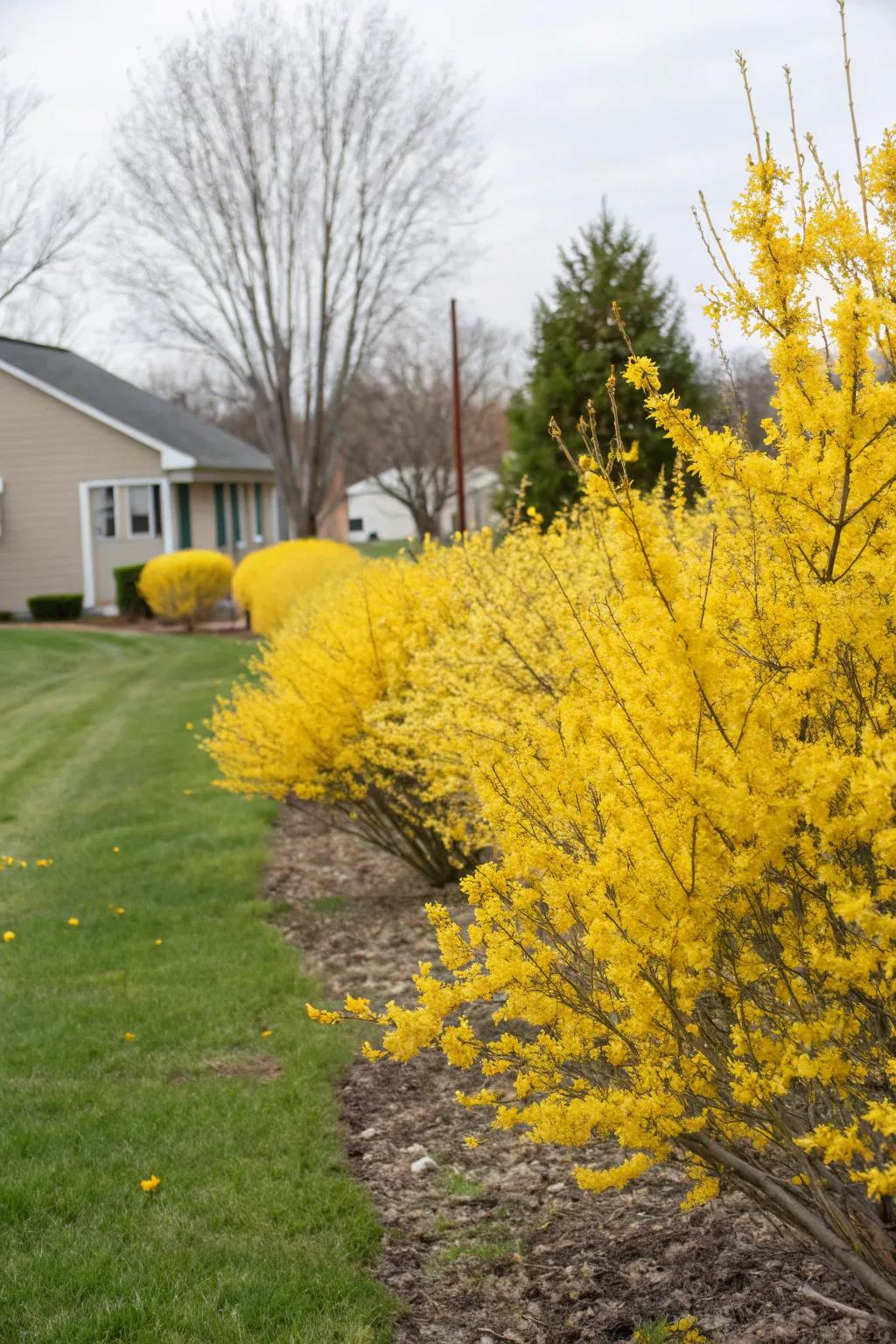 Forsythia brings early spring cheer with minimal maintenance.