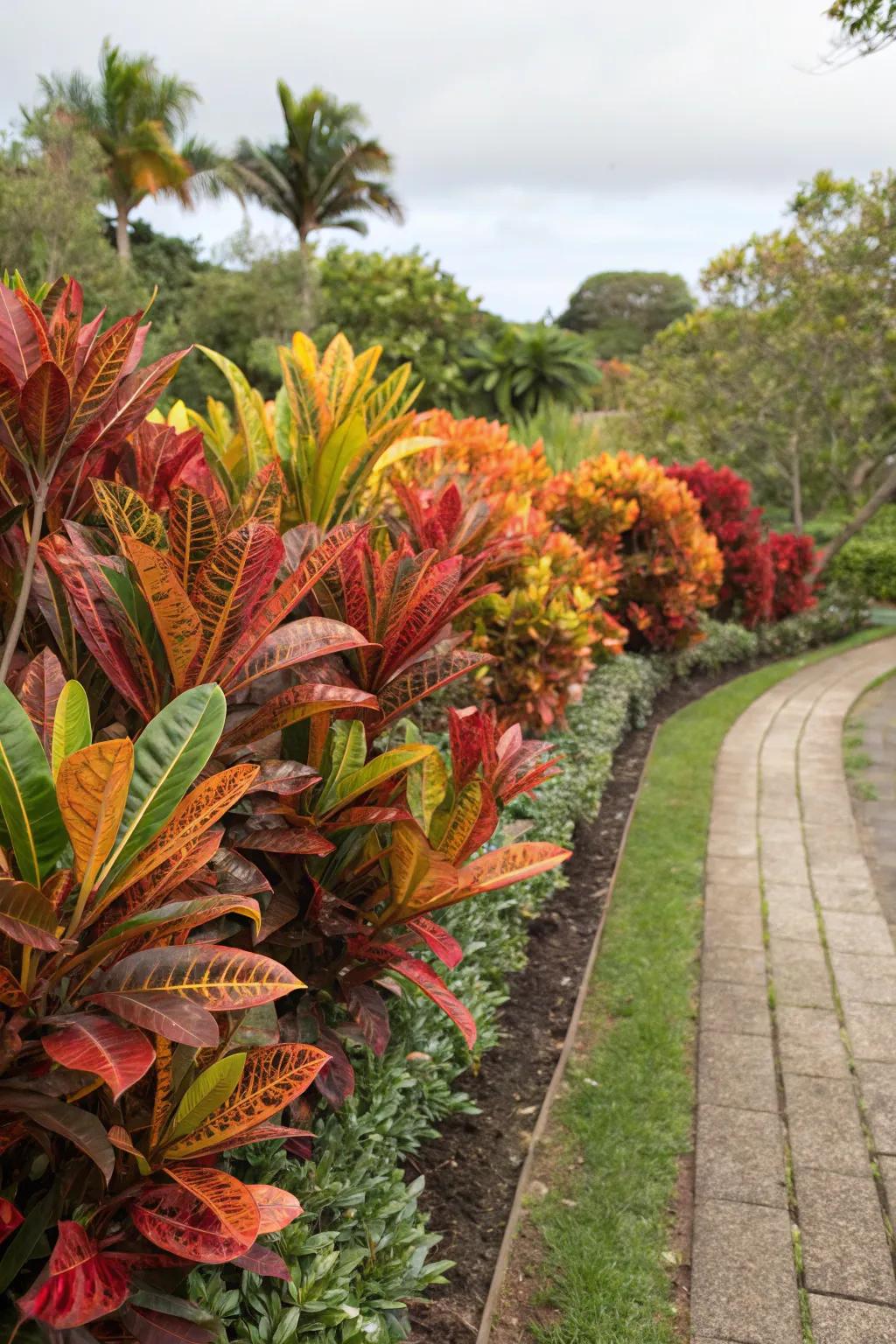 Mammy Crotons serving as a vibrant natural divider in the garden.