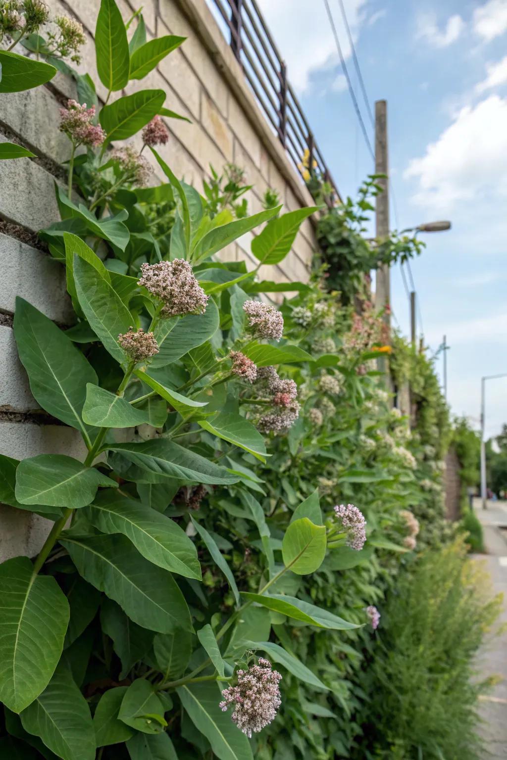 A vertical garden wonder with milkweed adds greenery to walls.