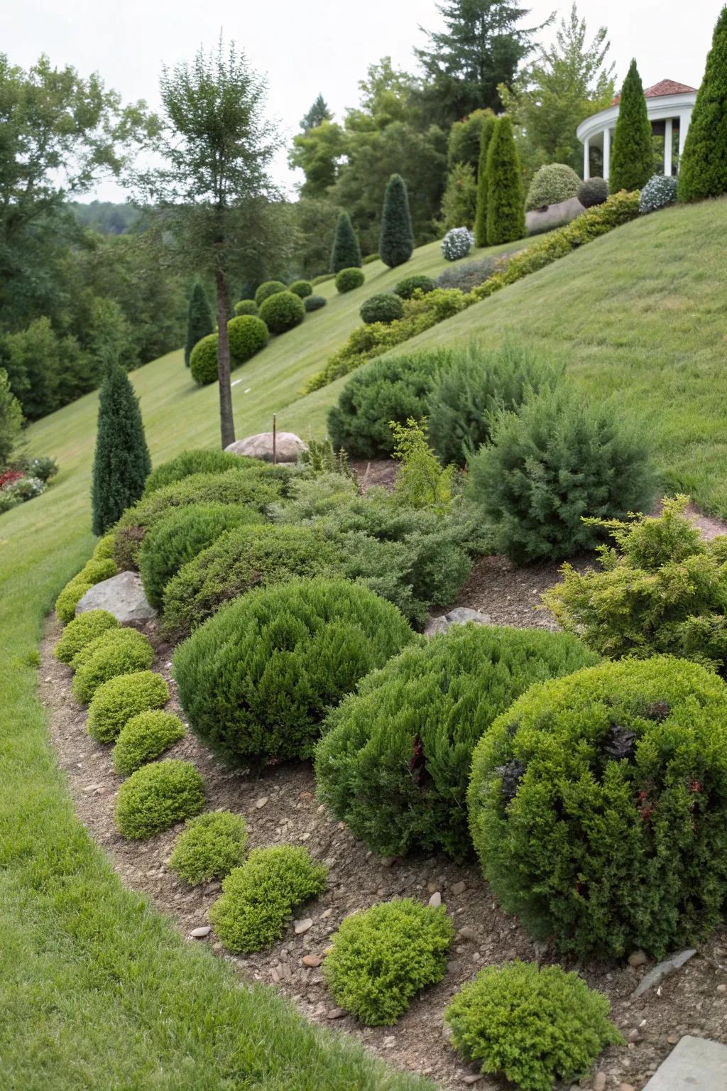 Sturdy shrubs add structure and evergreen beauty.
