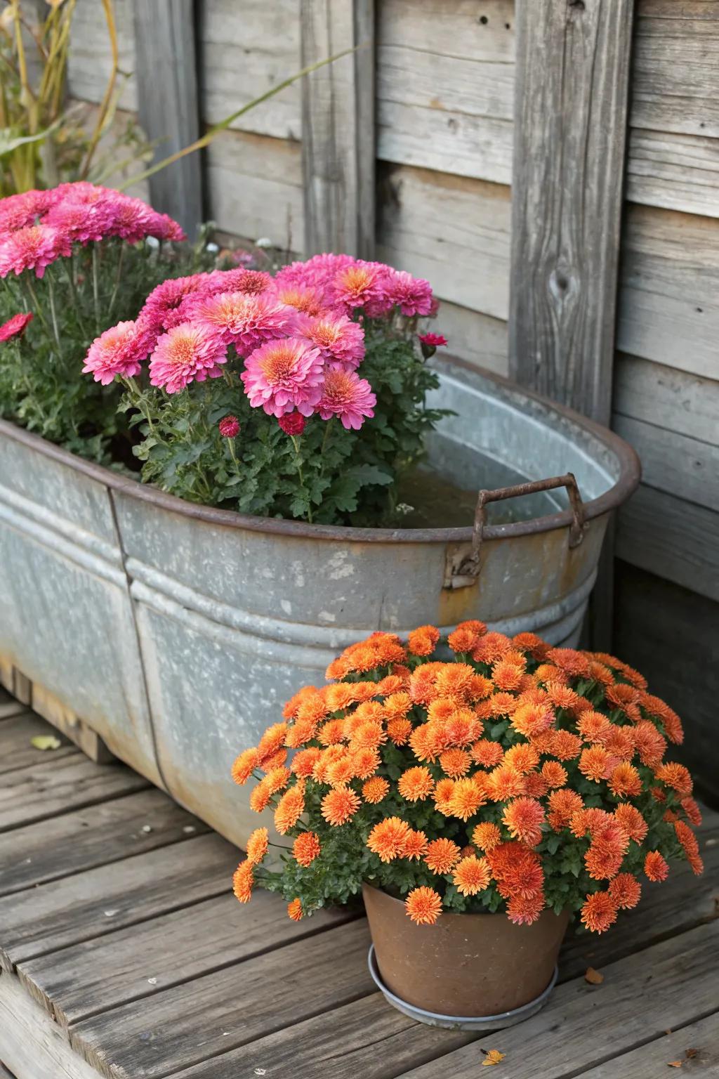 Vintage tubs filled with mums create a rustic charm.