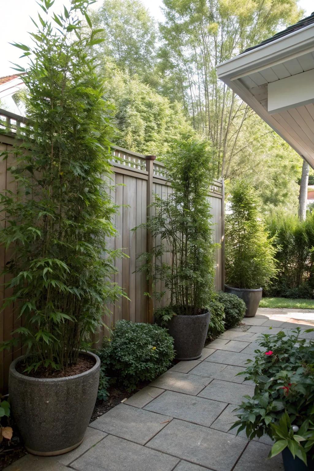 Tall potted plants offer both privacy and beauty.