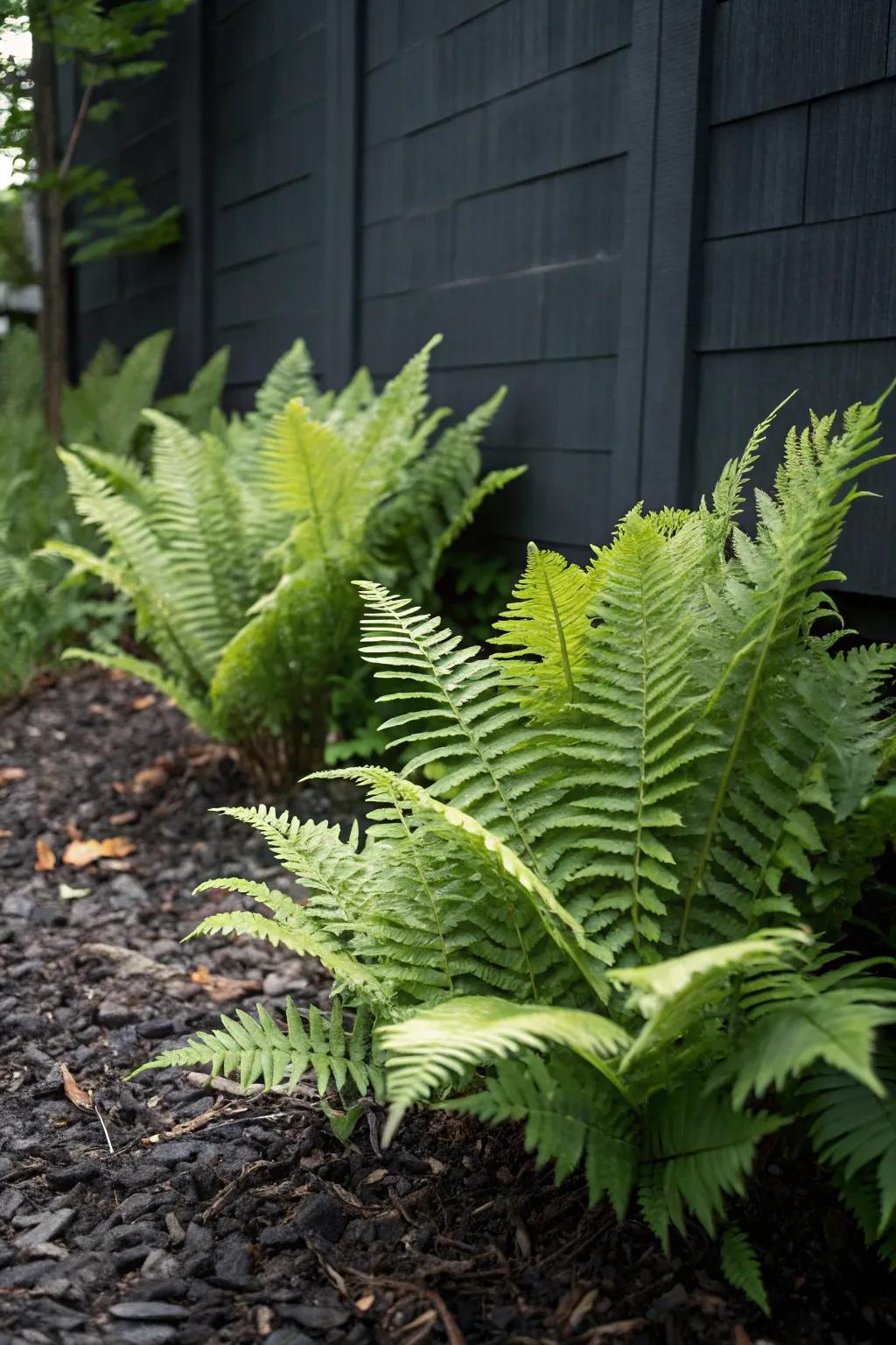 Bright ostrich ferns stand out against a dark backdrop.