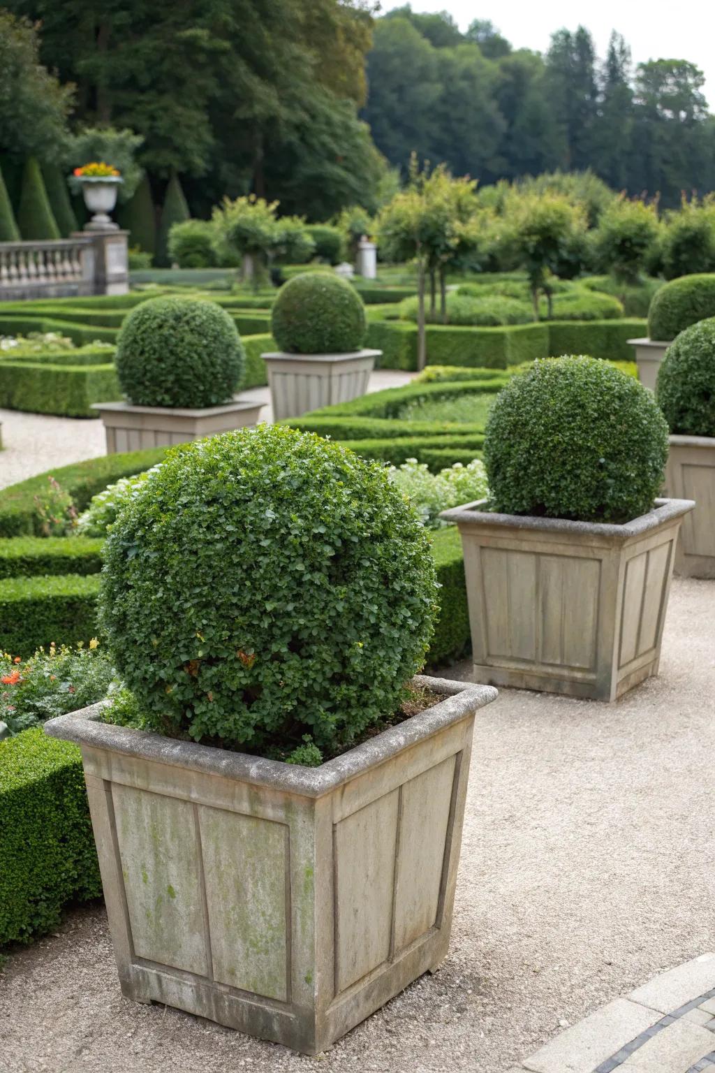 Create a lush look with grouped boxwood planters.