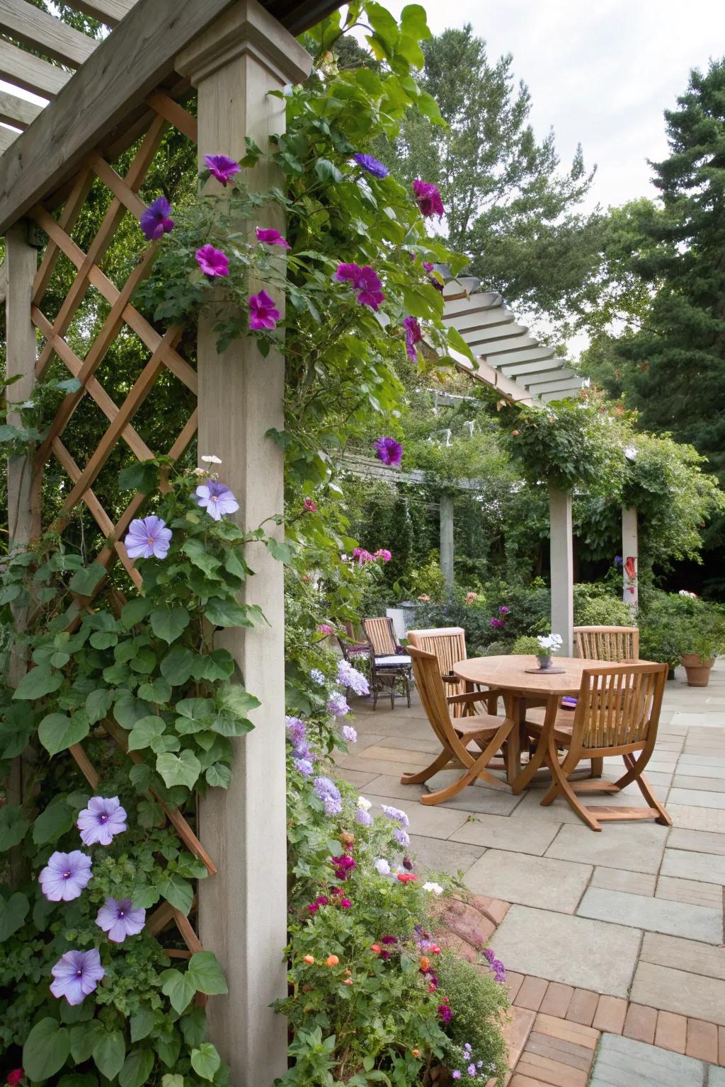 Trellises with climbing clematis and morning glories.