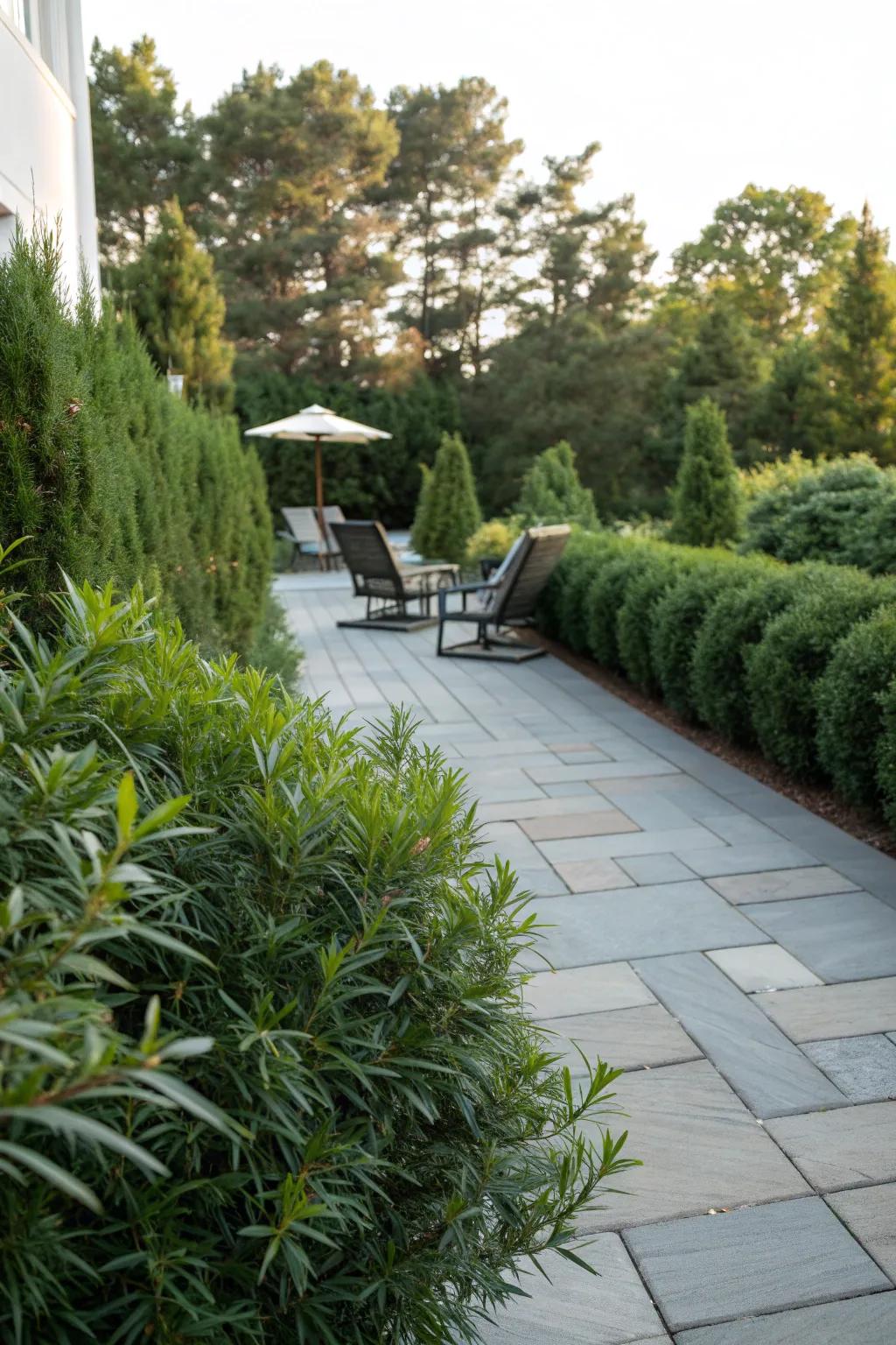 Podocarpus along patio edges for a seamless garden transition.