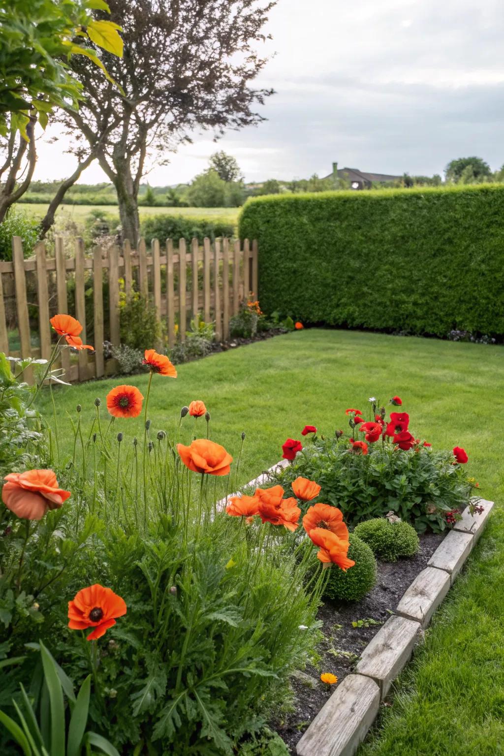 A cozy home garden showcasing poppies in a flower bed.