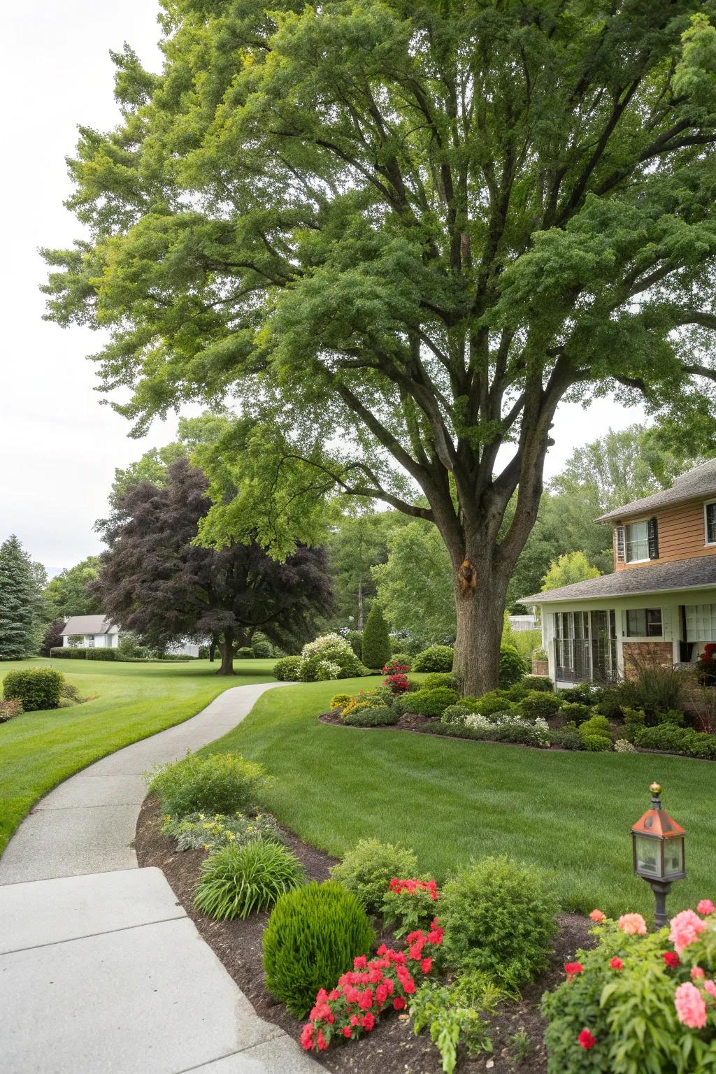 A stunning tree that serves as the centerpiece of the front yard.