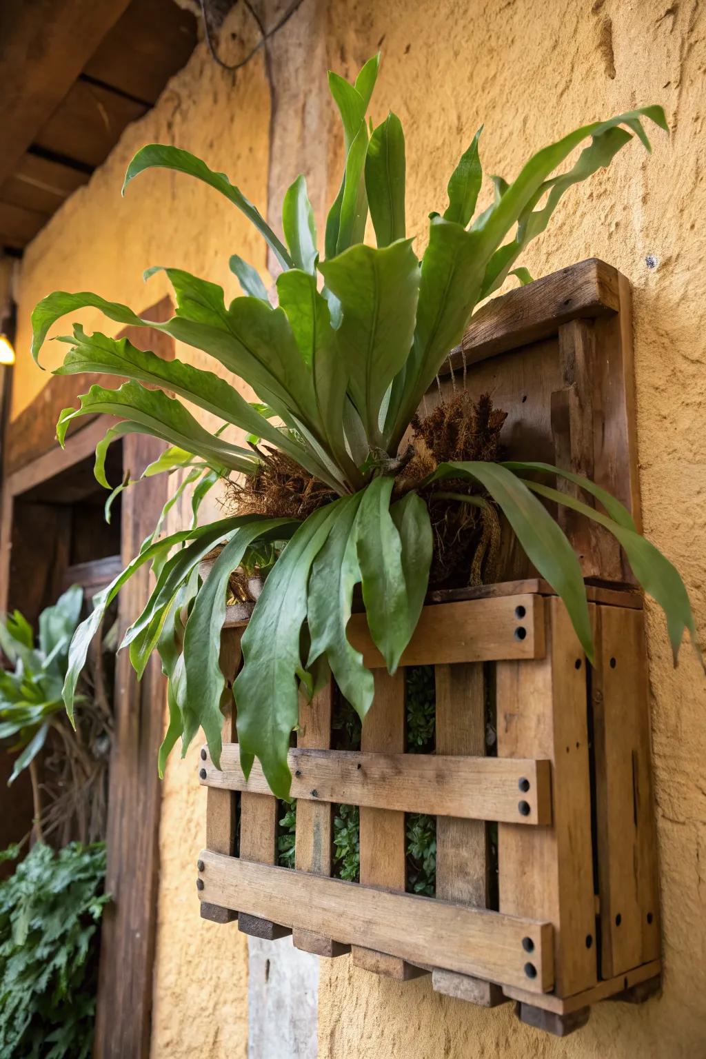 Add vintage charm with a staghorn fern in a wooden crate.