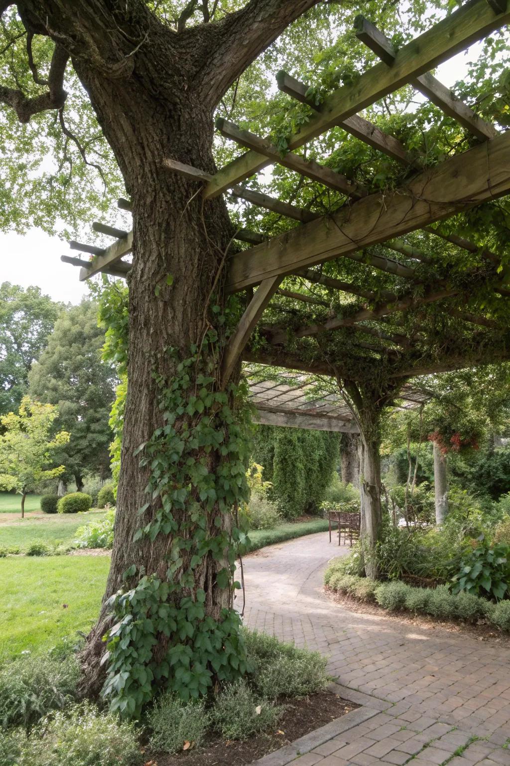 A pergola provides structure and charm.