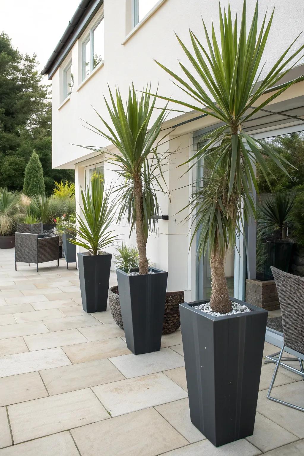 Yucca plants thriving in decorative containers.