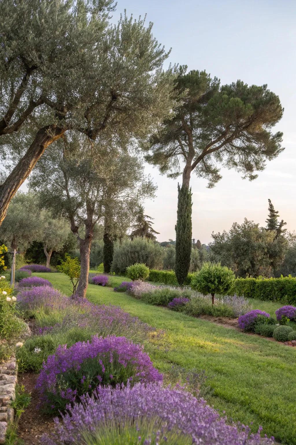 A Mediterranean garden featuring lavender and olive trees.