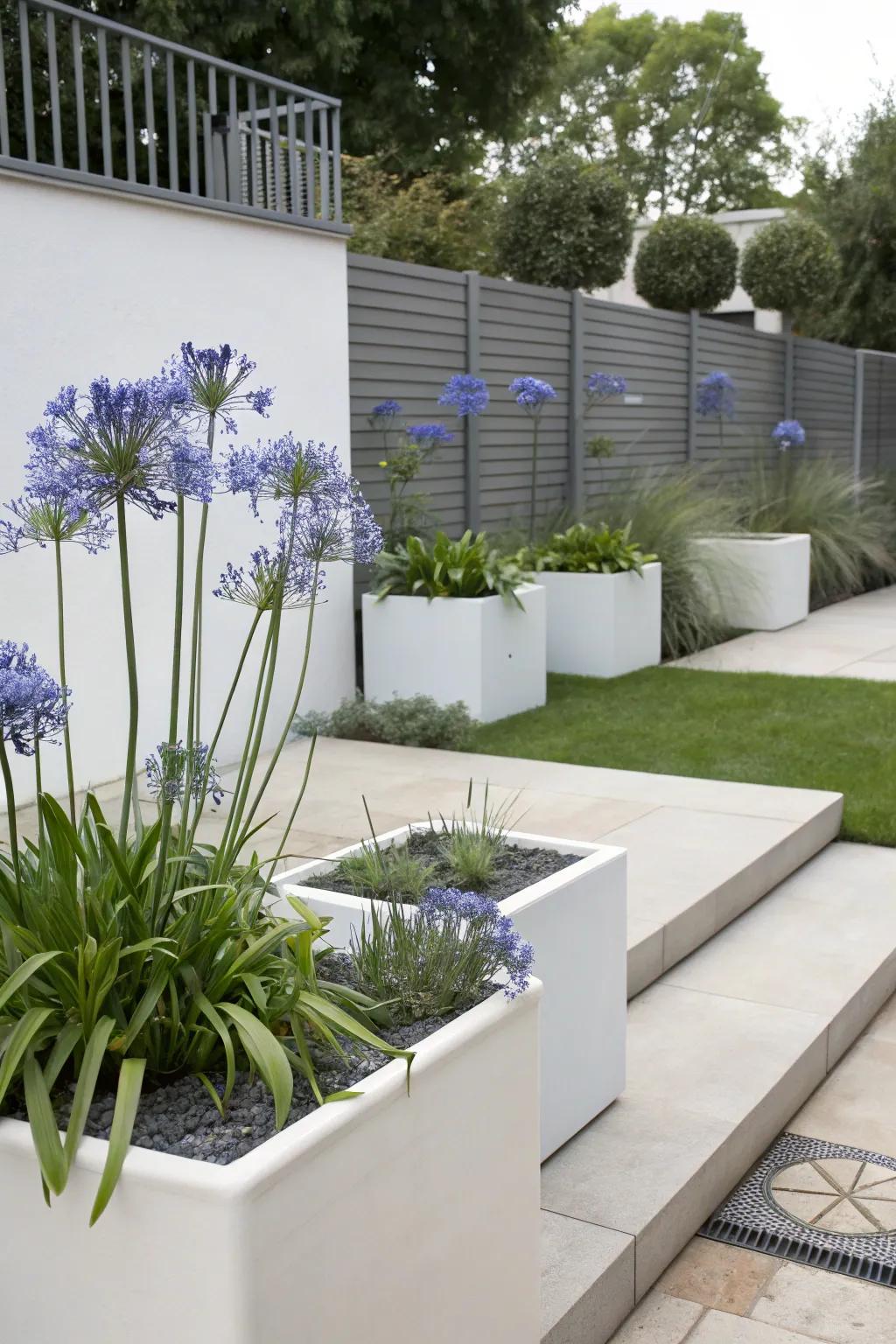 Modernize your garden with agapanthus in contemporary settings.