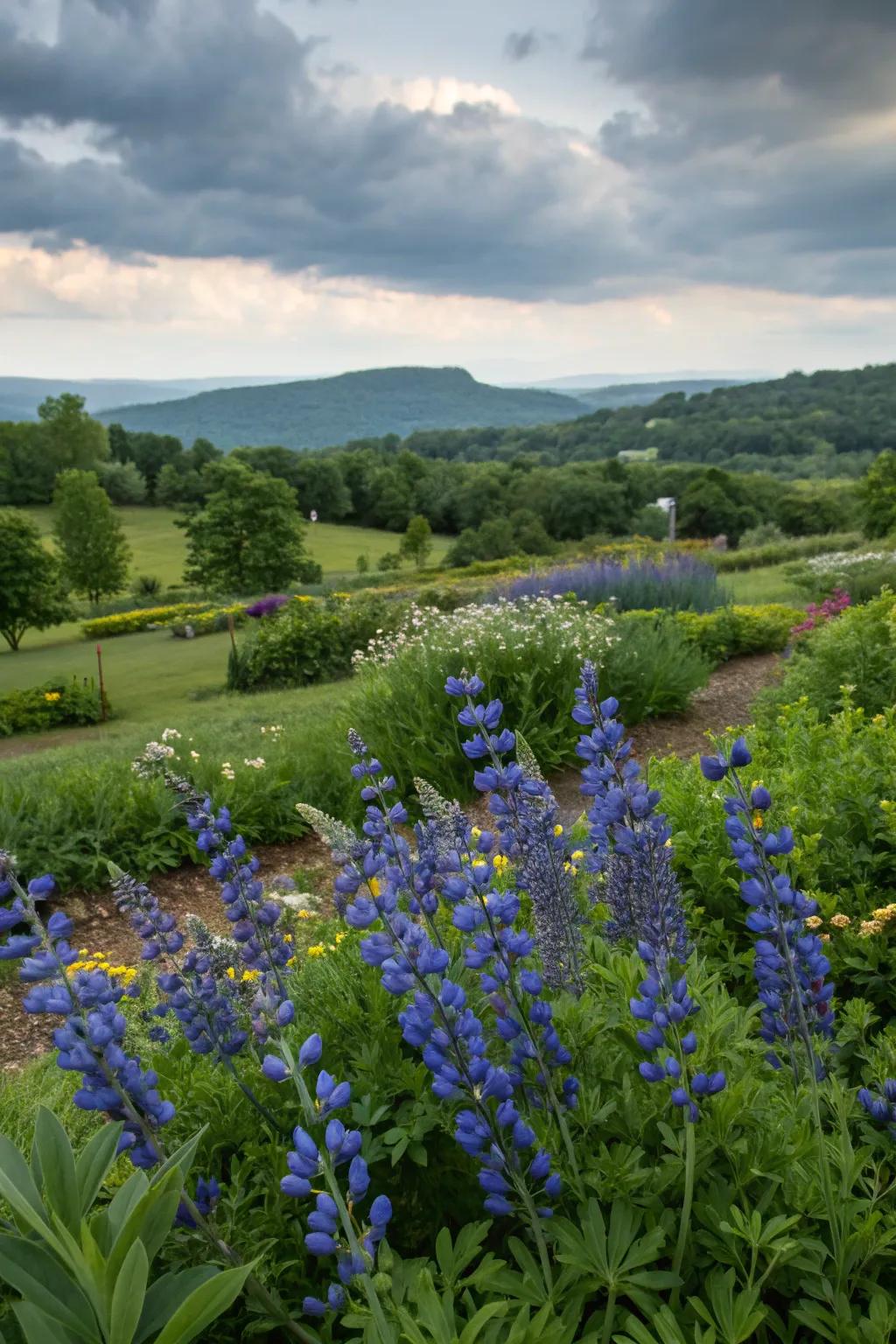 Blue False Indigo, adding a dramatic touch to an Iowa garden.