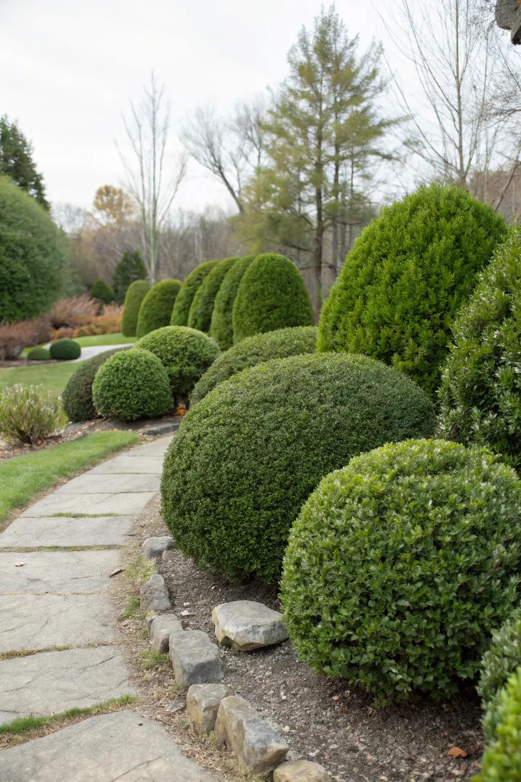 Embrace a natural look by thinning your boxwoods.